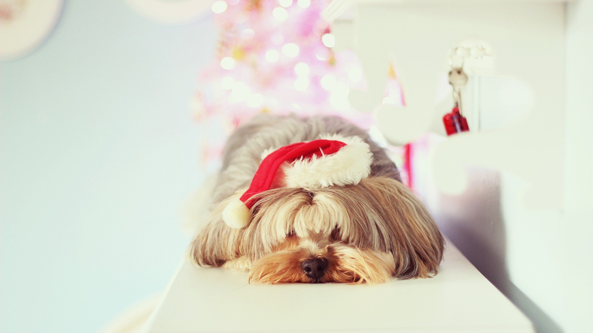 萌宠,动物,萌,可爱,宠物,古灵精怪,卖萌图,狗,汪星人