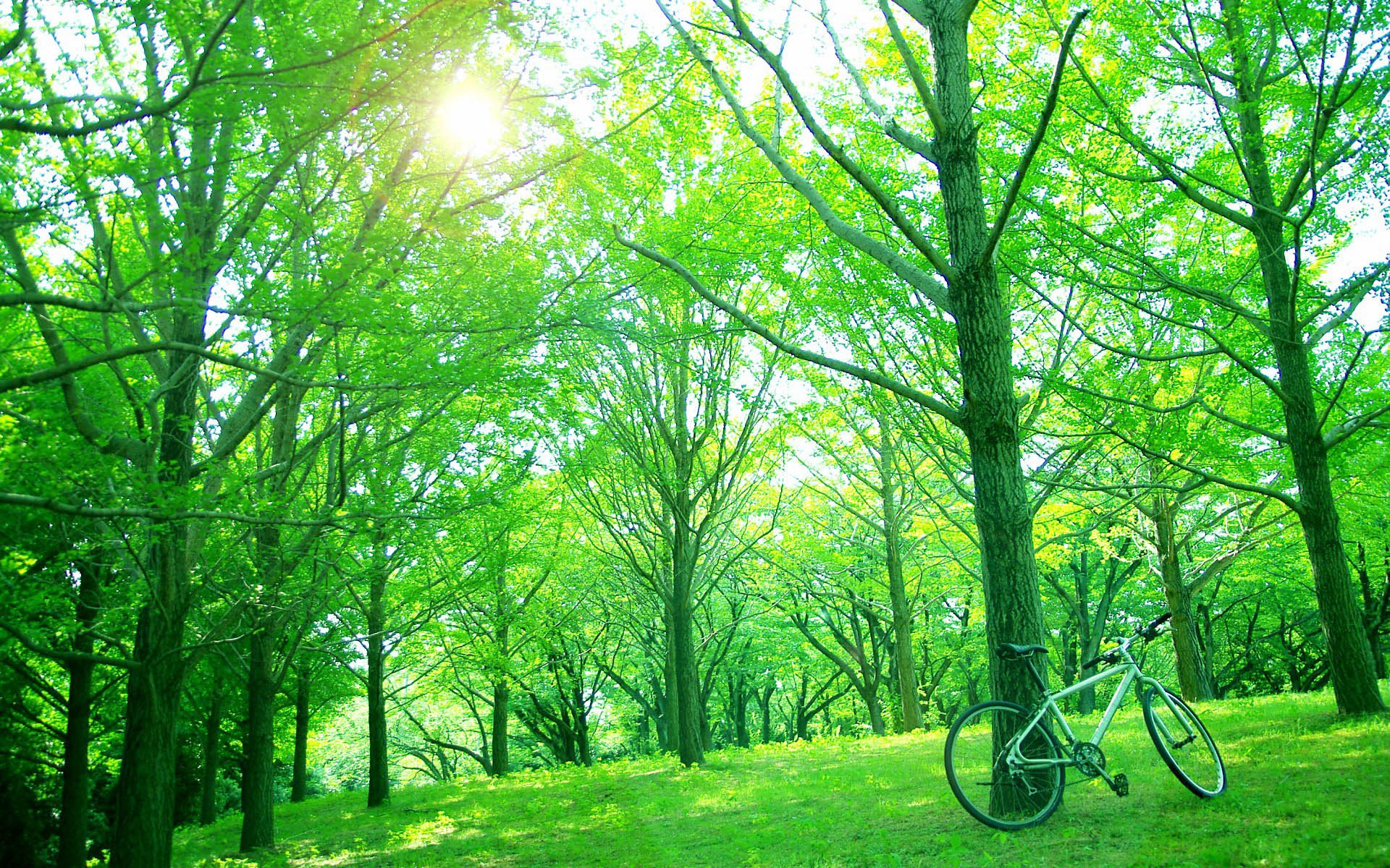 小清新,风景,自然风光,绿色植物,绿色养眼,春天,唯美,安静