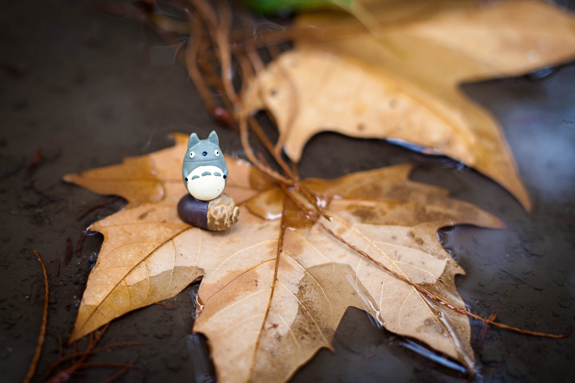 小清新,唯美,温暖,温馨一刻,静物写真,龙猫