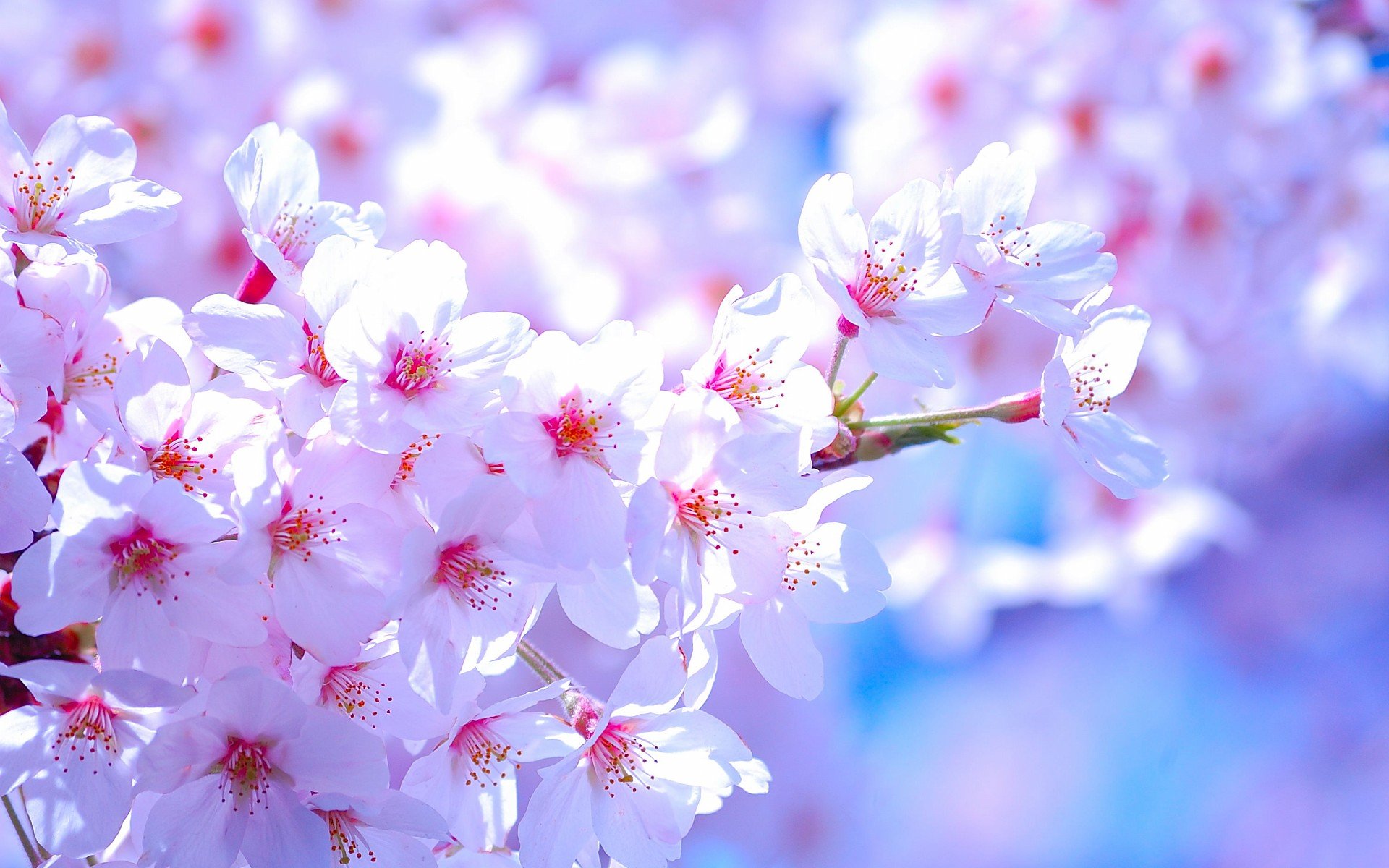 小清新,唯美,娇艳欲滴,花儿,春天,温暖,温馨一刻,清新淡雅,鸟语花香