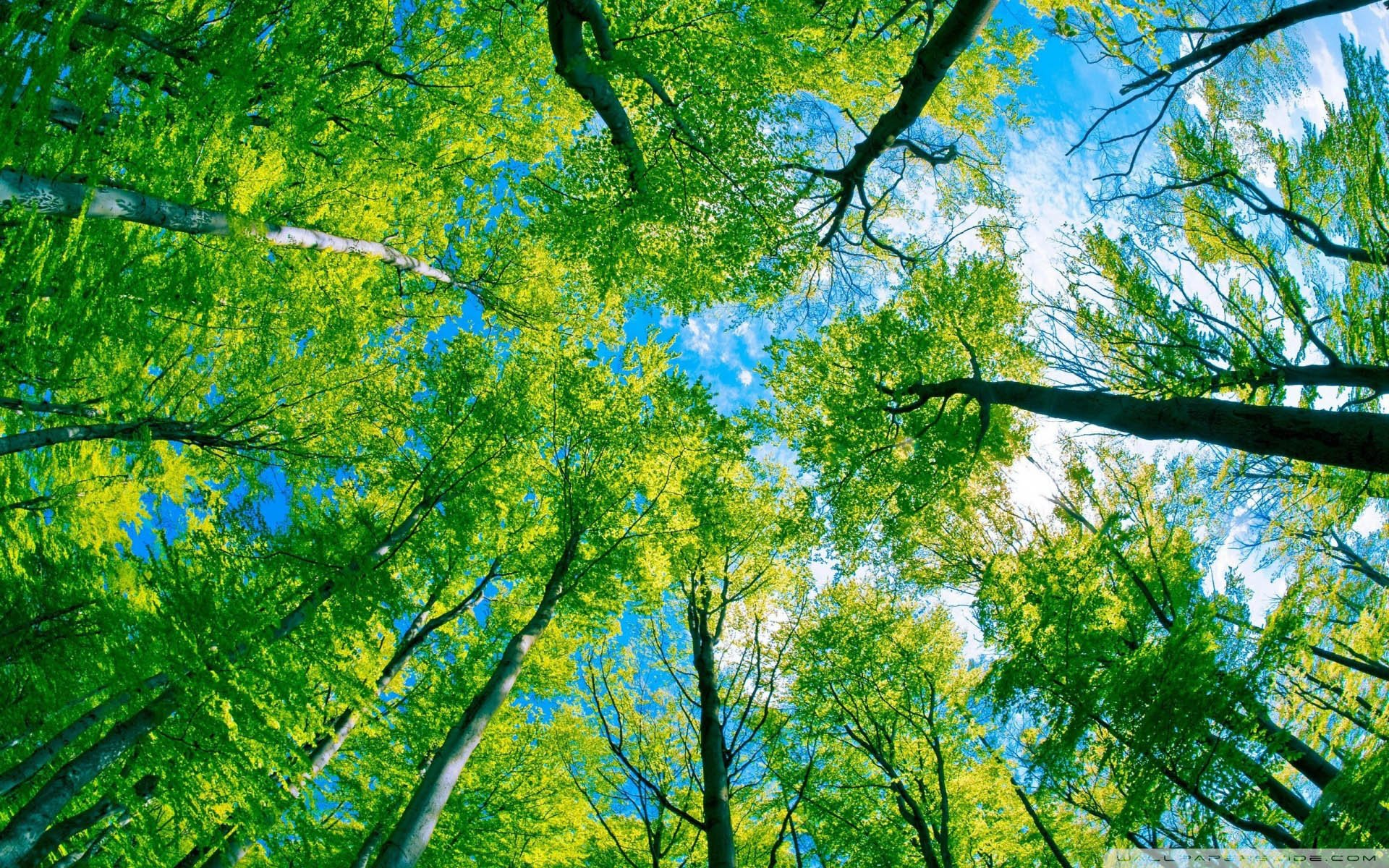 自然风光,绿色,清新,唯美,意境,炎炎夏日,旅游胜地,风景