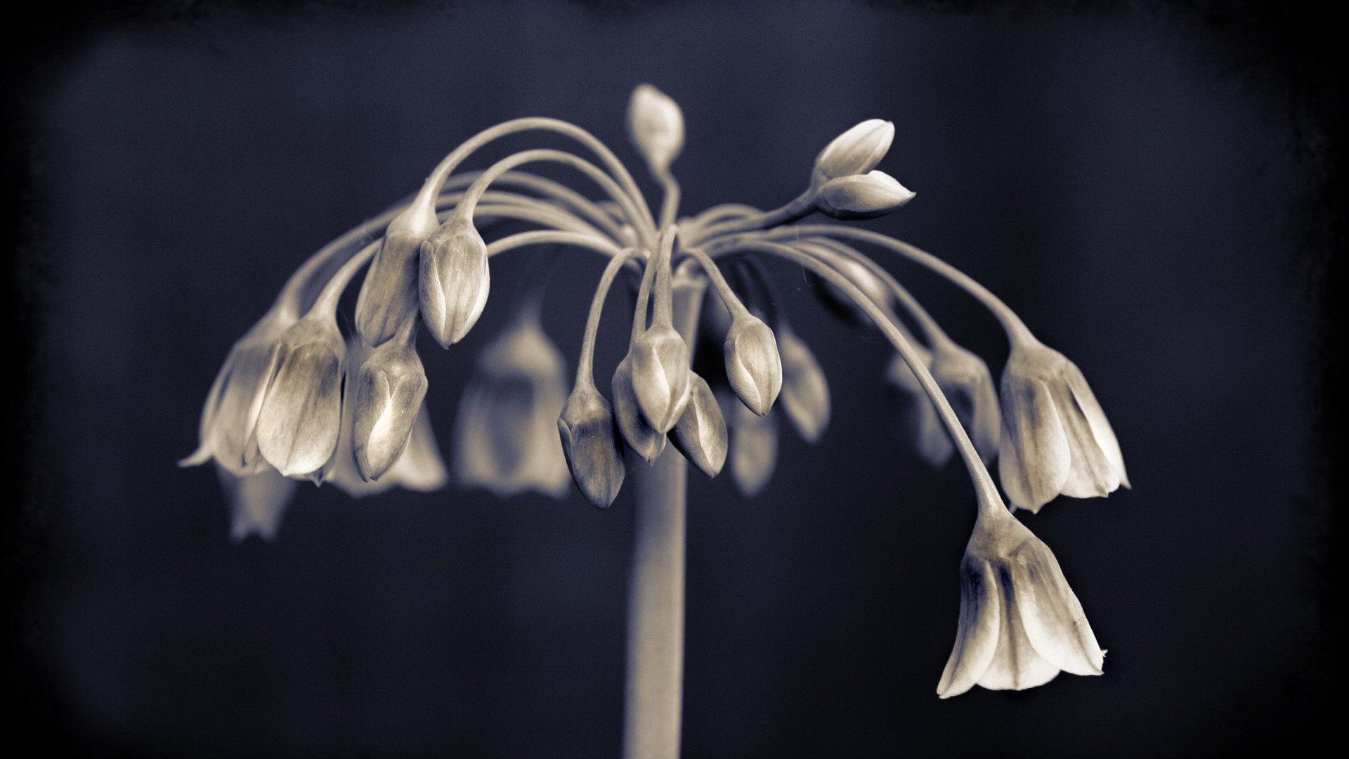 小清新,唯美,温馨,温暖,阳光,绿色养眼,自然,清新淡雅,花,春天,花团锦簇