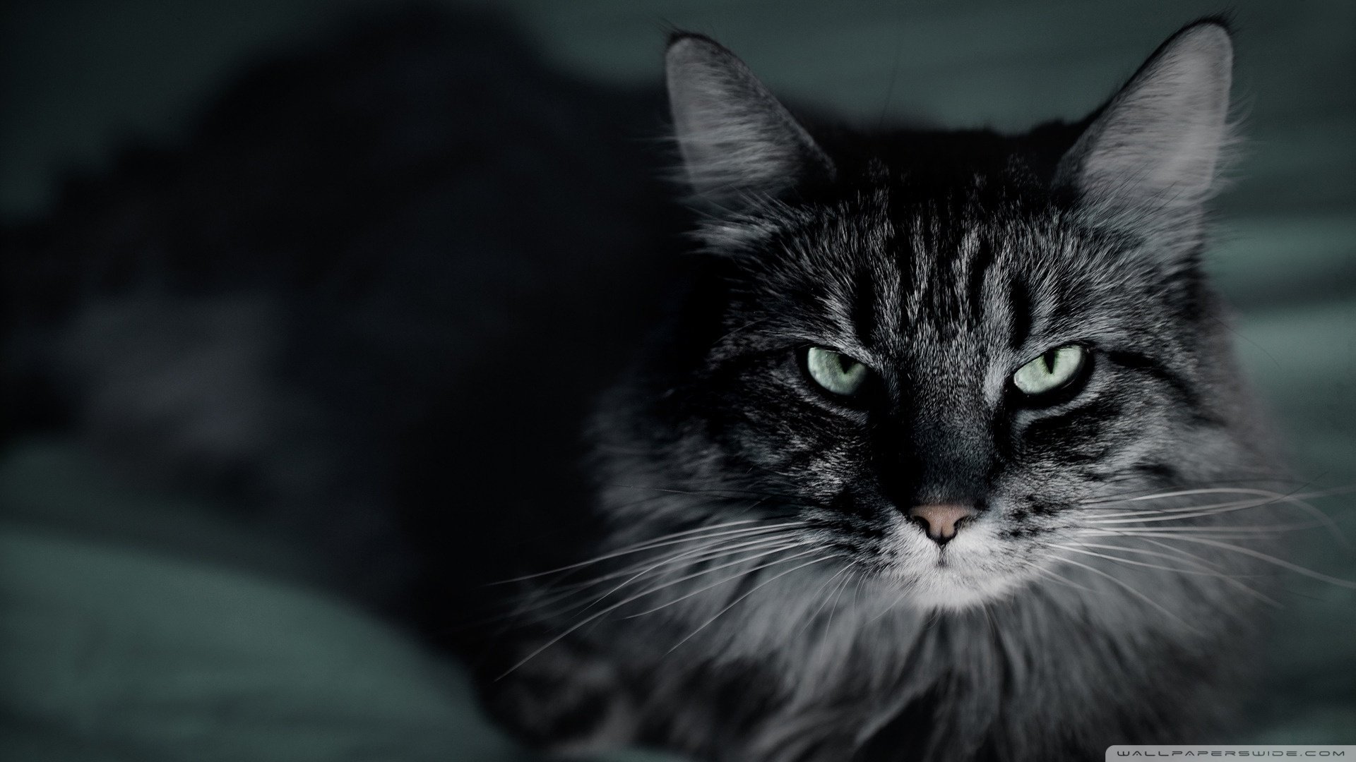 动物,古灵精怪,喵星人,猫,可爱,萌