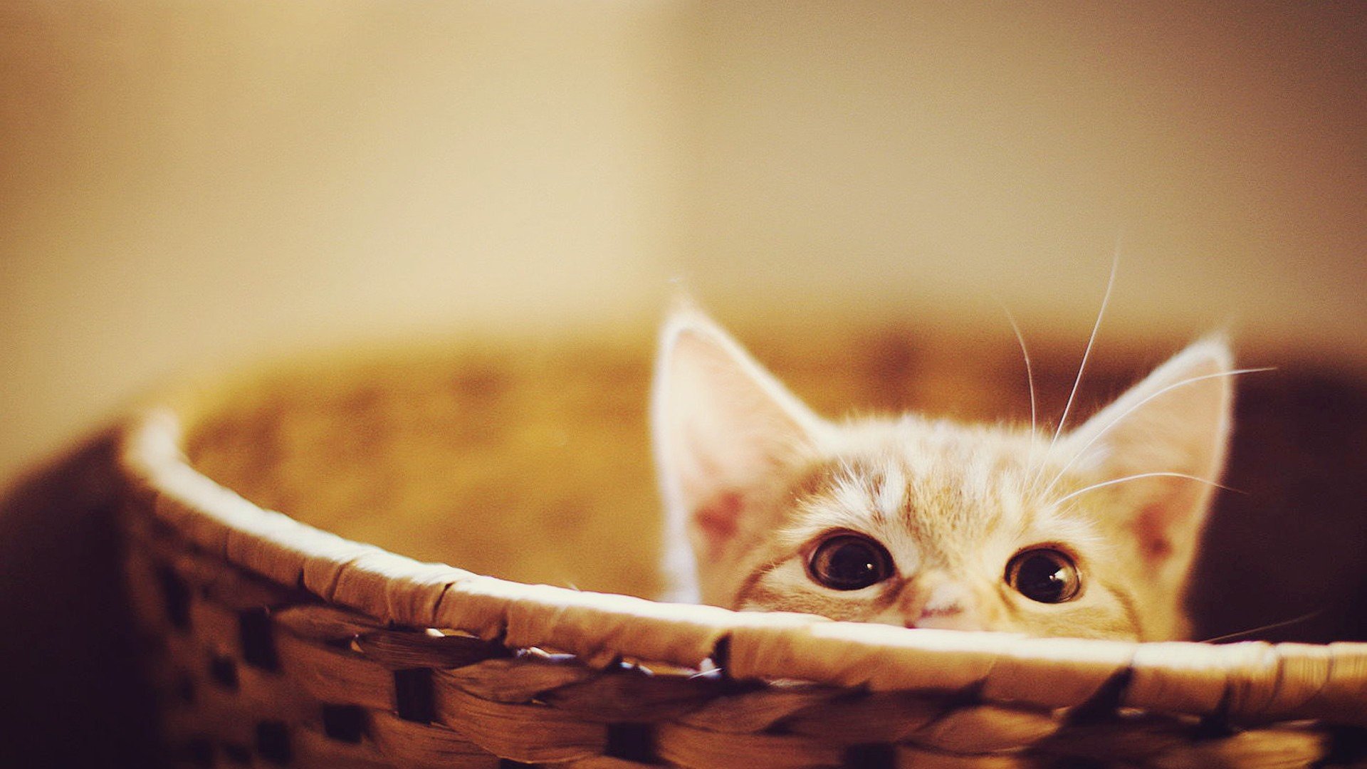 萌宠,动物,萌,可爱,宠物,古灵精怪,卖萌图,猫,喵星人