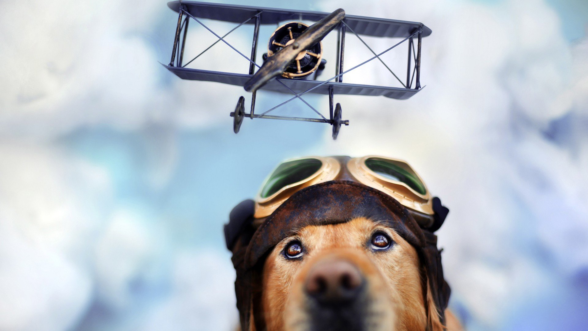 萌宠,动物,萌,可爱,宠物,古灵精怪,卖萌图,狗,汪星人