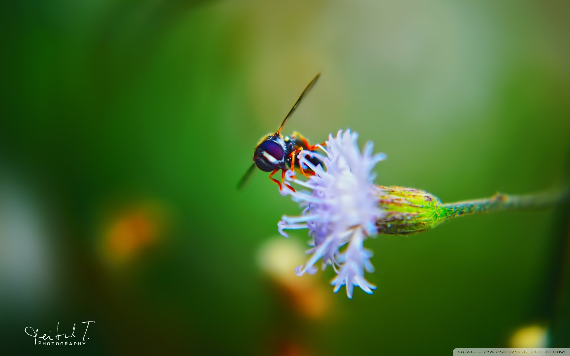 动物,野生动物,大自然,春天,蜜蜂,采蜜,昆虫
