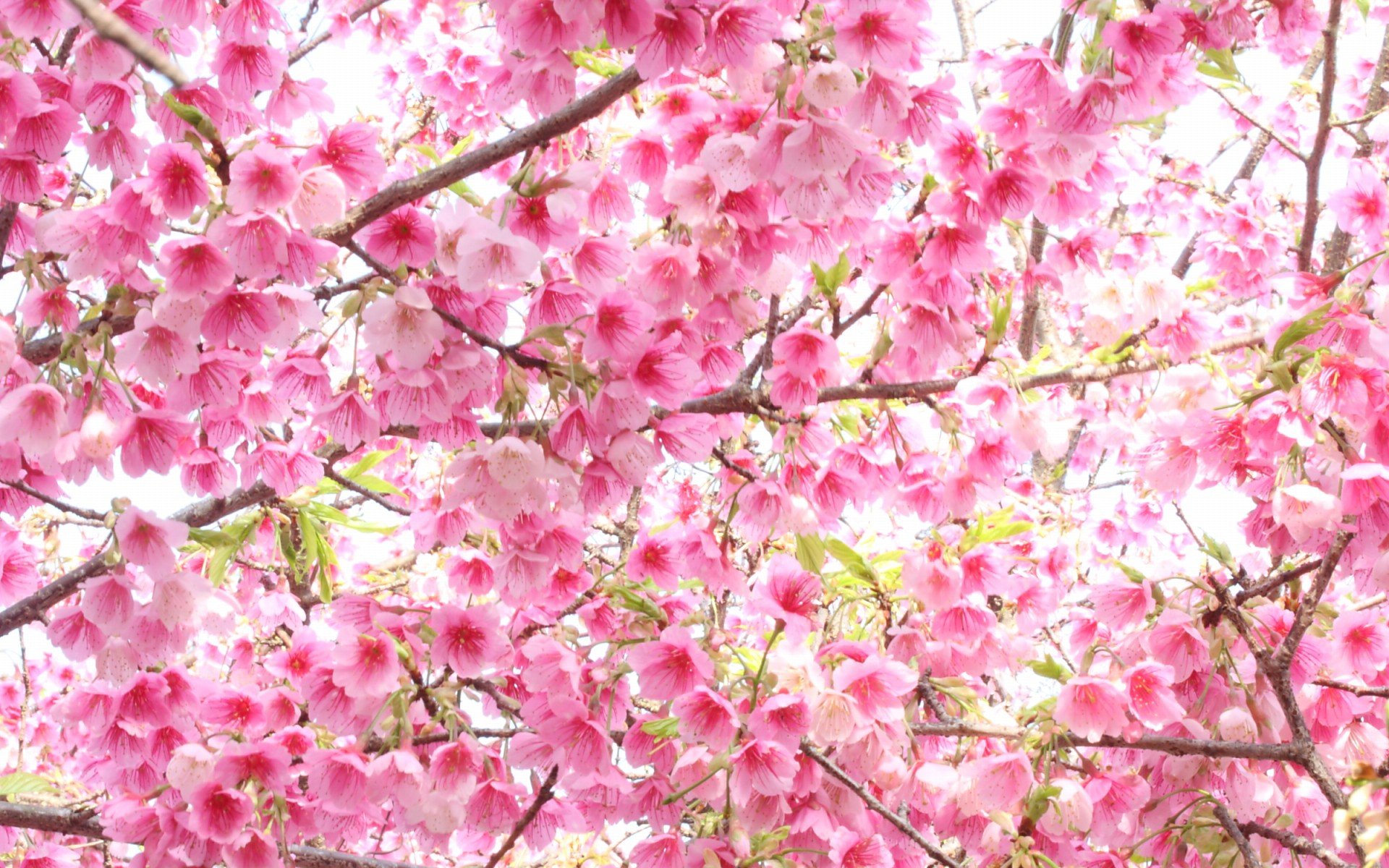 小清新,唯美,娇艳欲滴,花儿,春天,温暖,温馨一刻,清新淡雅,鸟语花香