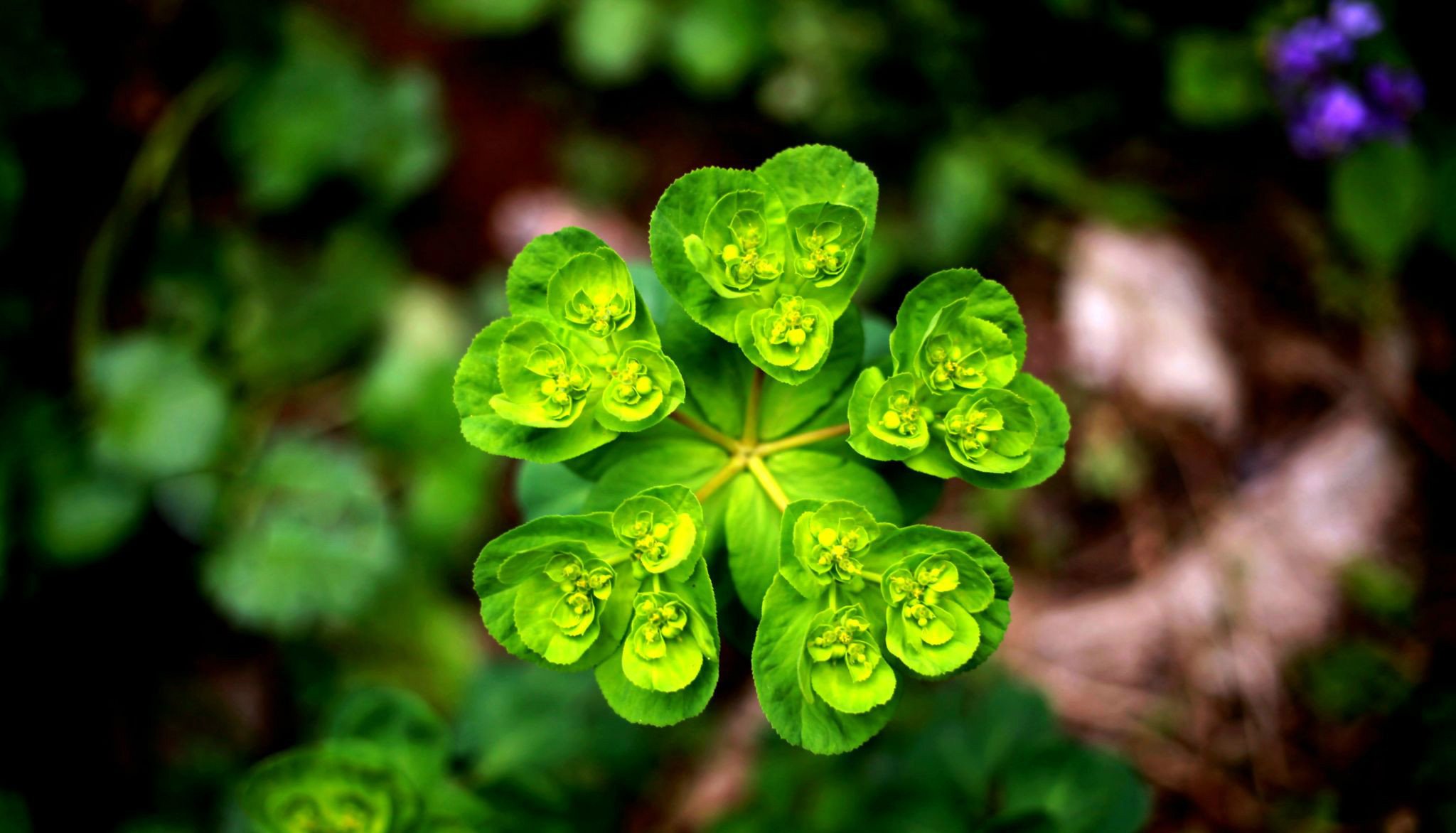 大自然的爱,心,唯美,风景,自然