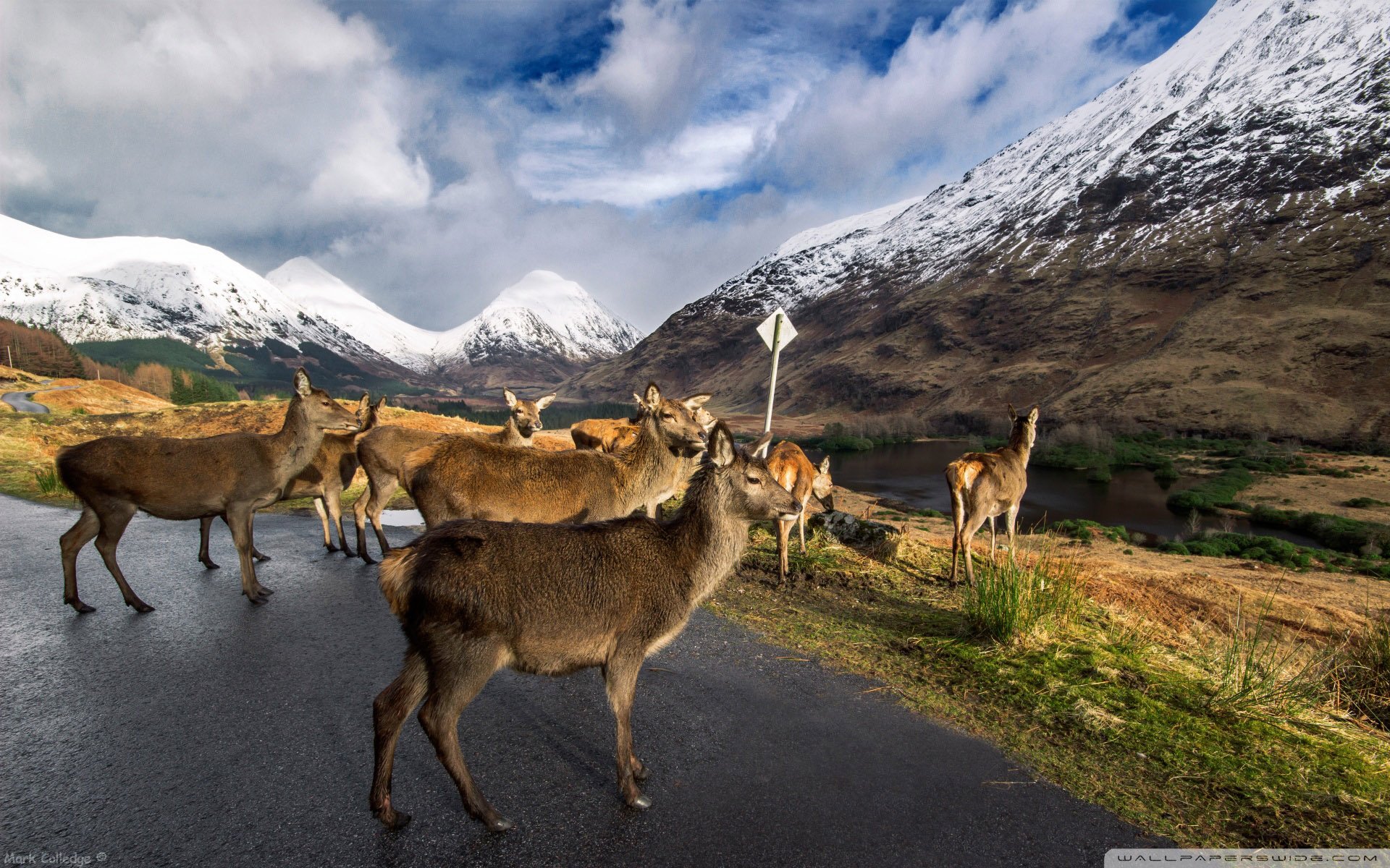 动物,野生动物,羊