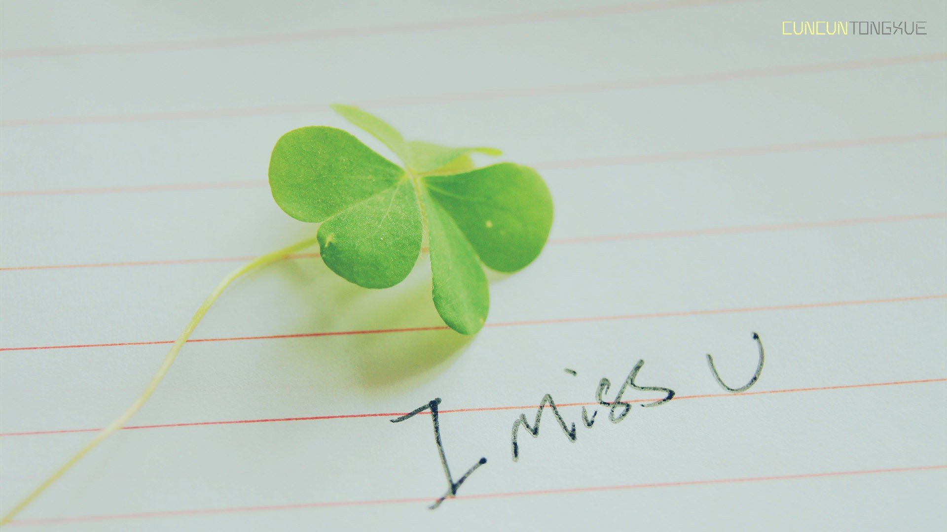 小清新,唯美,温馨,温暖,阳光,治愈系,安静,生活,慢生活,清新淡雅,温馨一刻,静物写真,物语,三叶草,文字