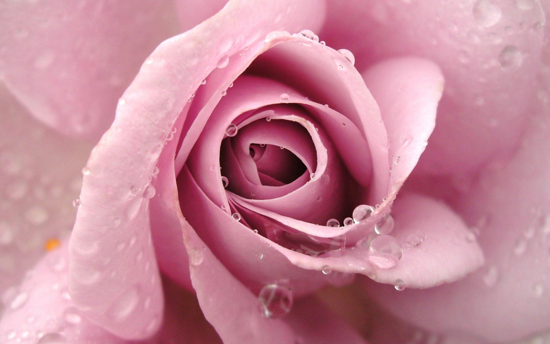 小清新,唯美,娇艳欲滴,花儿,春天,温暖,温馨一刻,清新淡雅,鸟语花香