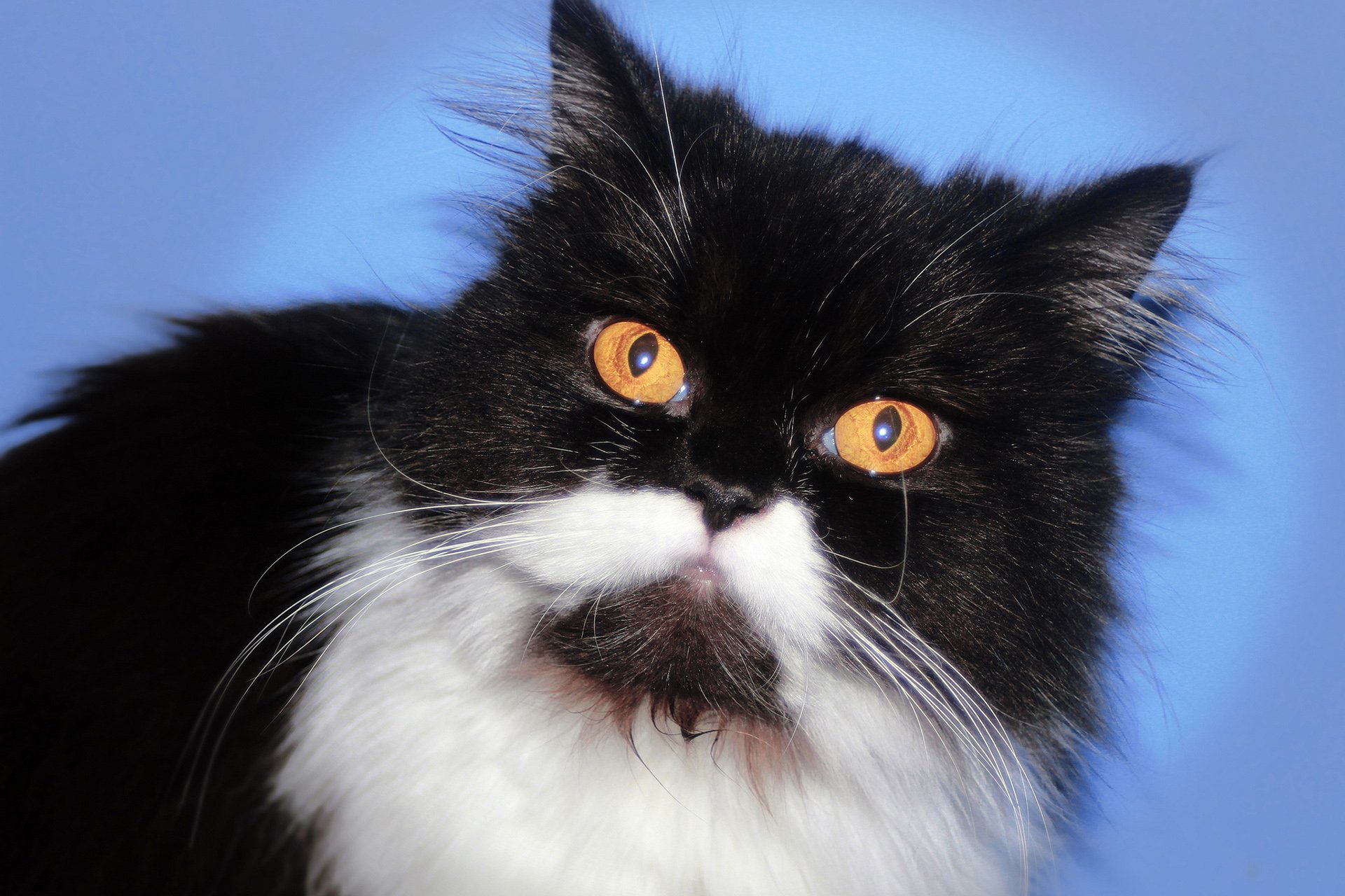 萌宠,动物,萌,可爱,宠物,古灵精怪,卖萌图,猫,喵星人