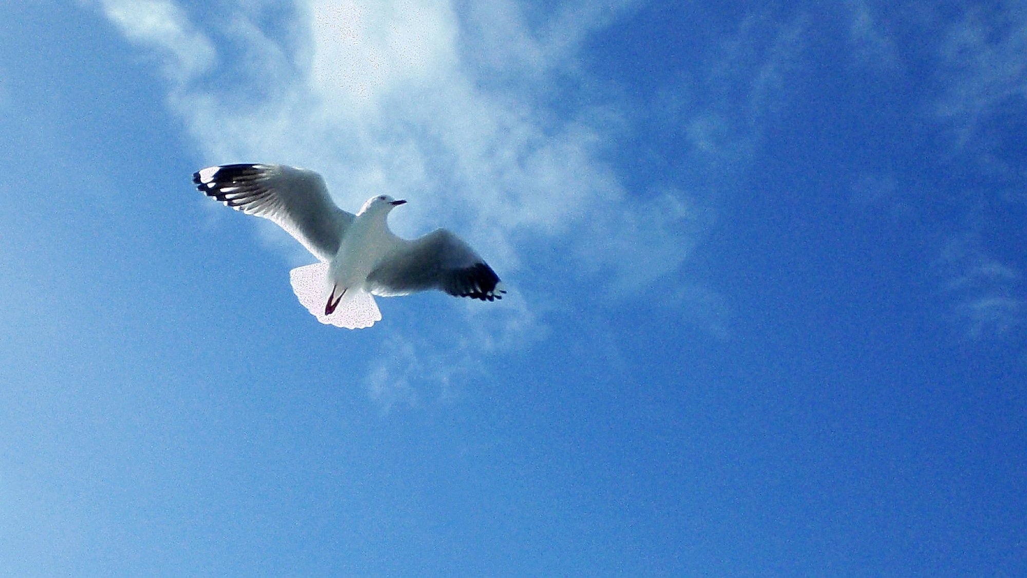 动物,野生动物,大自然,老鹰,飞翔,天空,蓝天白云