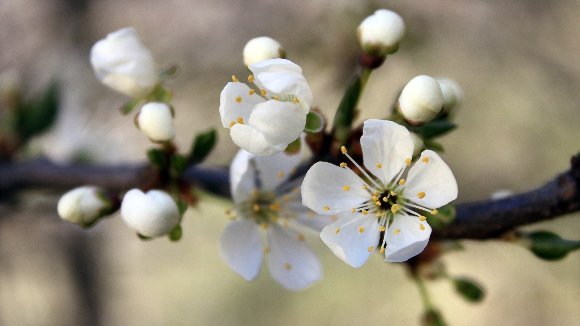 小清新,唯美,娇艳欲滴,花儿,春天,温暖,温馨一刻,清新淡雅,鸟语花香