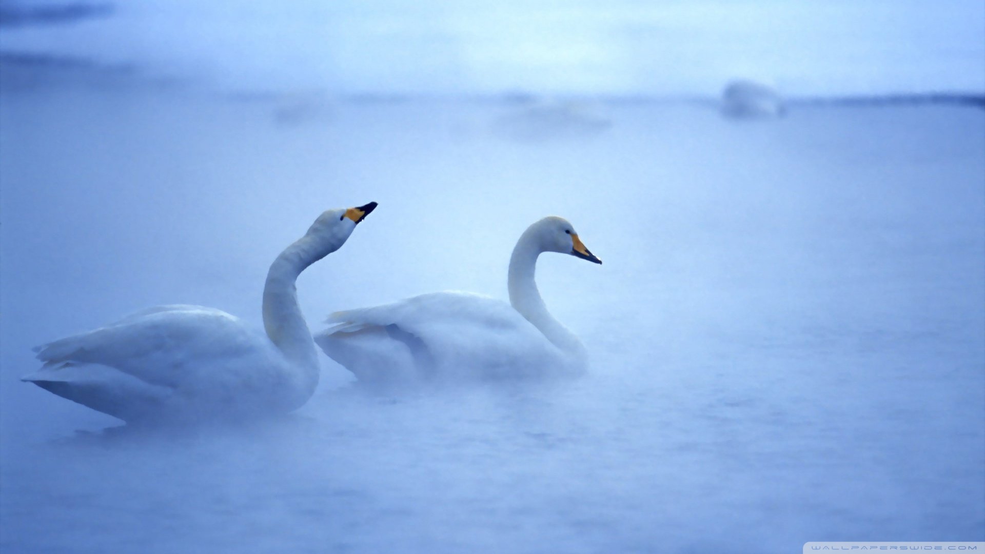 动物,野生动物,飞禽,鸟,飞翔,天鹅