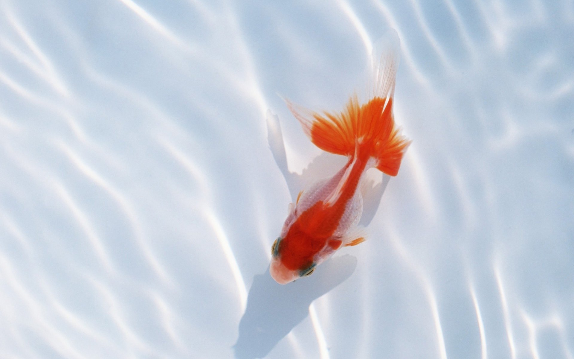 小清新,唯美,温馨,温暖,阳光,治愈系,安静,生活,慢生活,清新淡雅,温馨一刻,动物,鱼,金鱼,意境