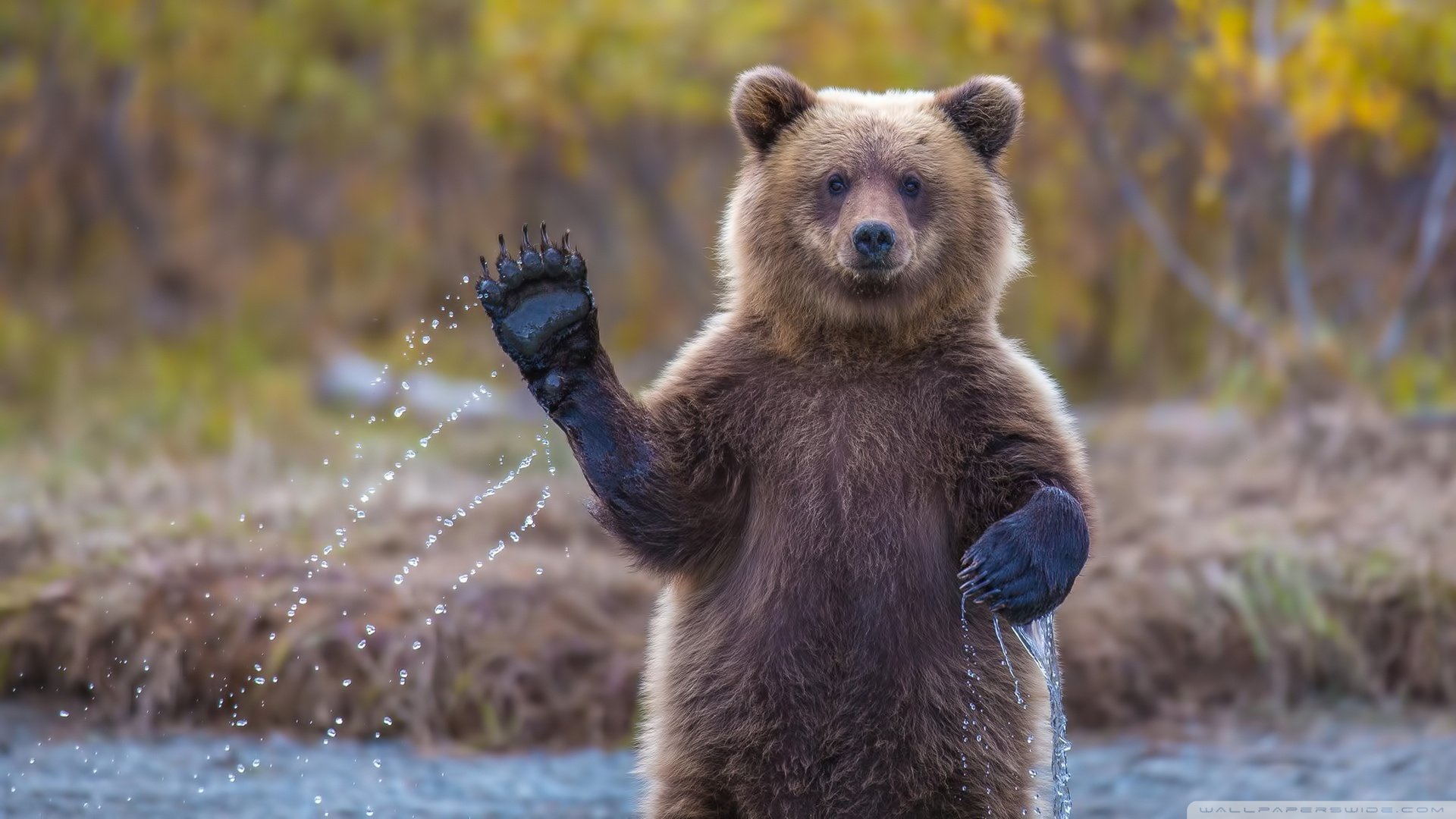 动物,野生动物,黑熊