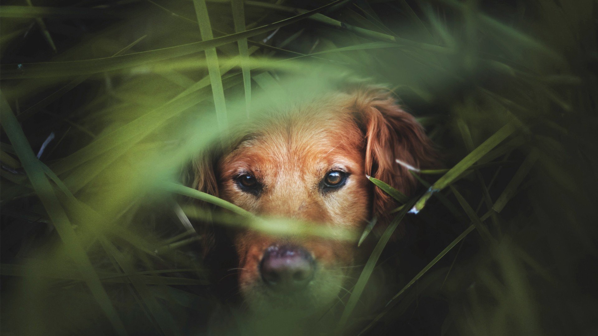 萌宠,动物,萌,可爱,宠物,古灵精怪,卖萌图,狗,汪星人