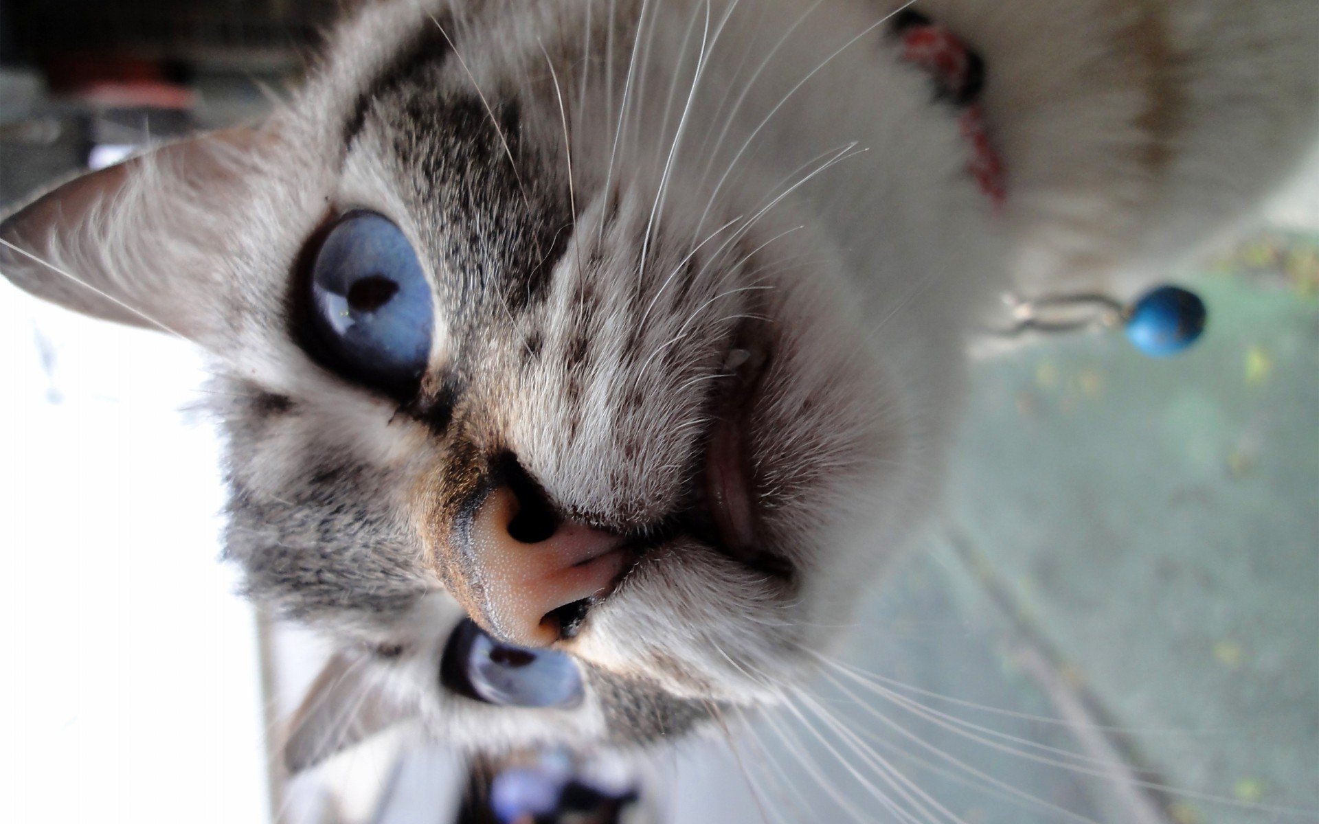 萌宠,动物,萌,可爱,宠物,古灵精怪,卖萌图,猫,喵星人