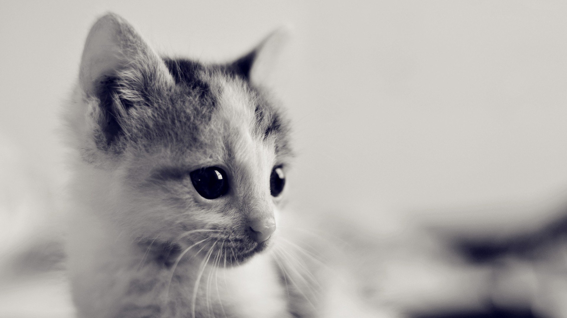 萌宠,动物,萌,可爱,宠物,古灵精怪,卖萌图,猫,喵星人