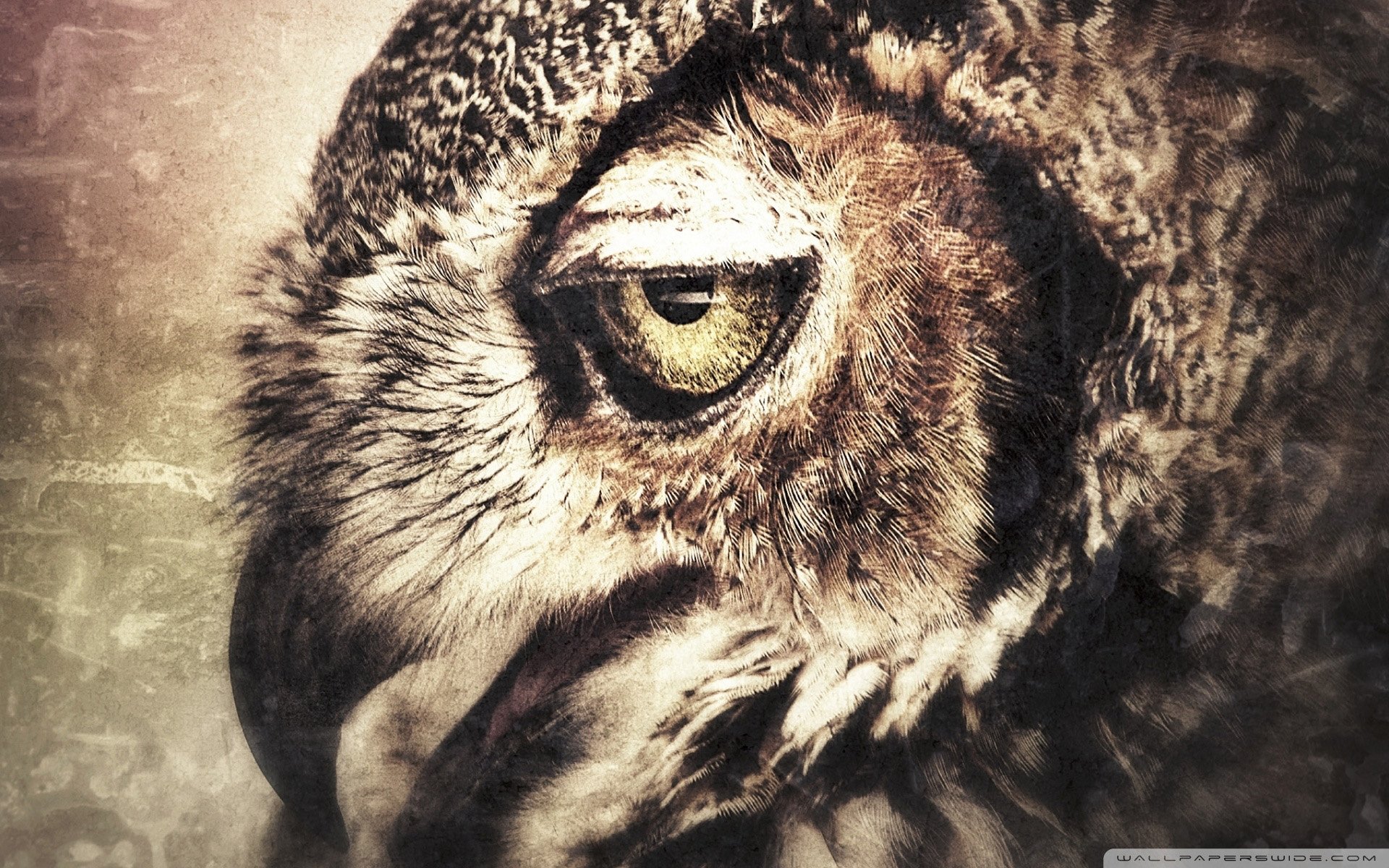 动物,野生动物,飞禽,鸟,飞翔,鹰,老鹰,天空,翱翔