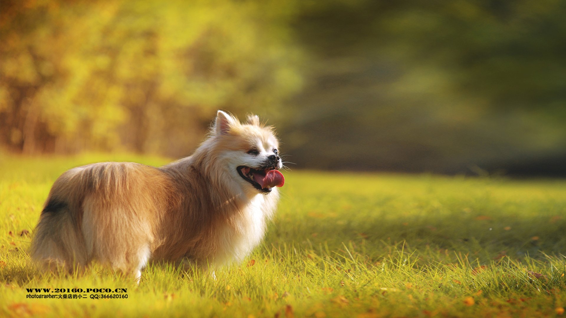 动物,古灵精怪,火柴宠摄,狗狗,汪星人,火柴摄影