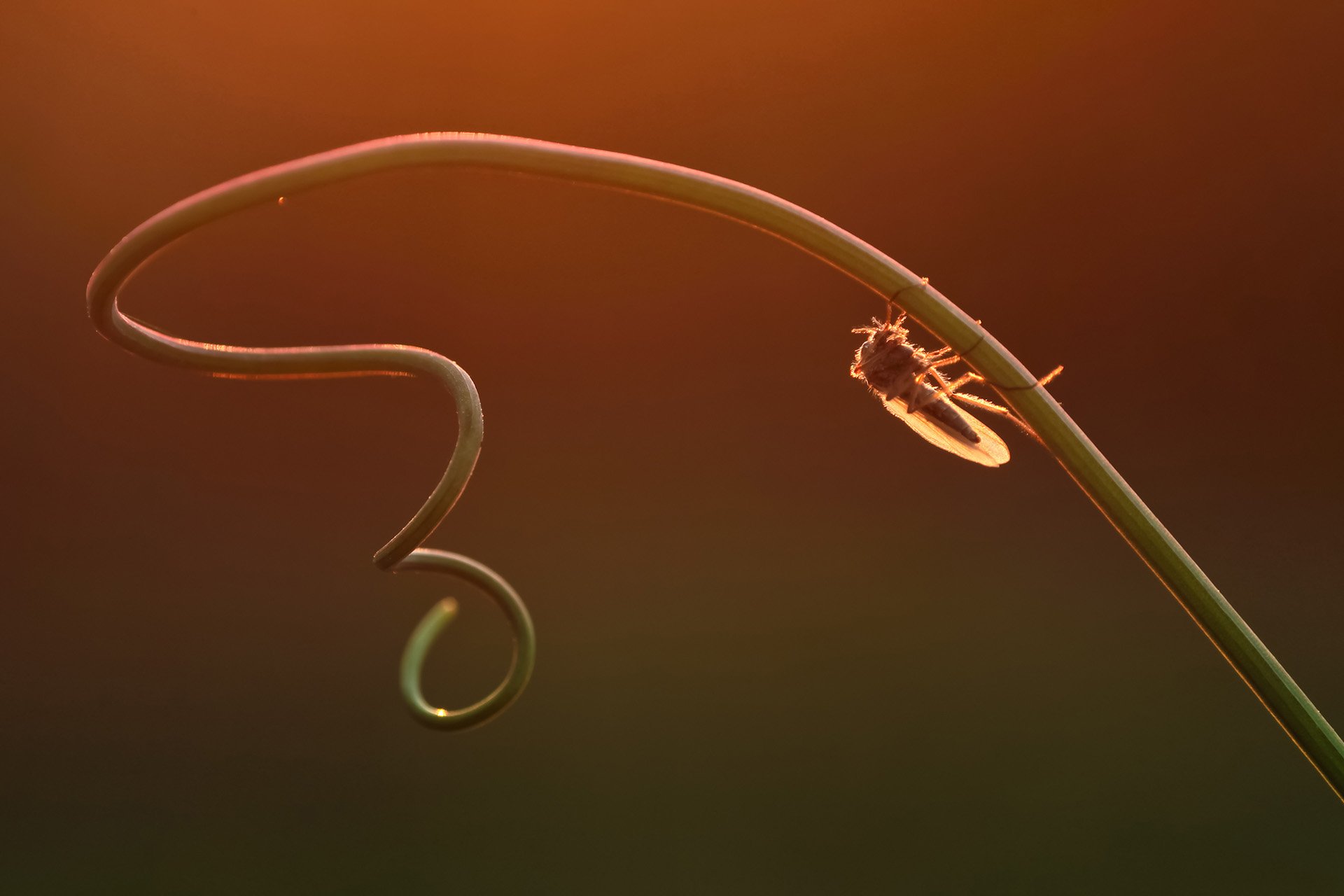 小清新,唯美,温暖,安静