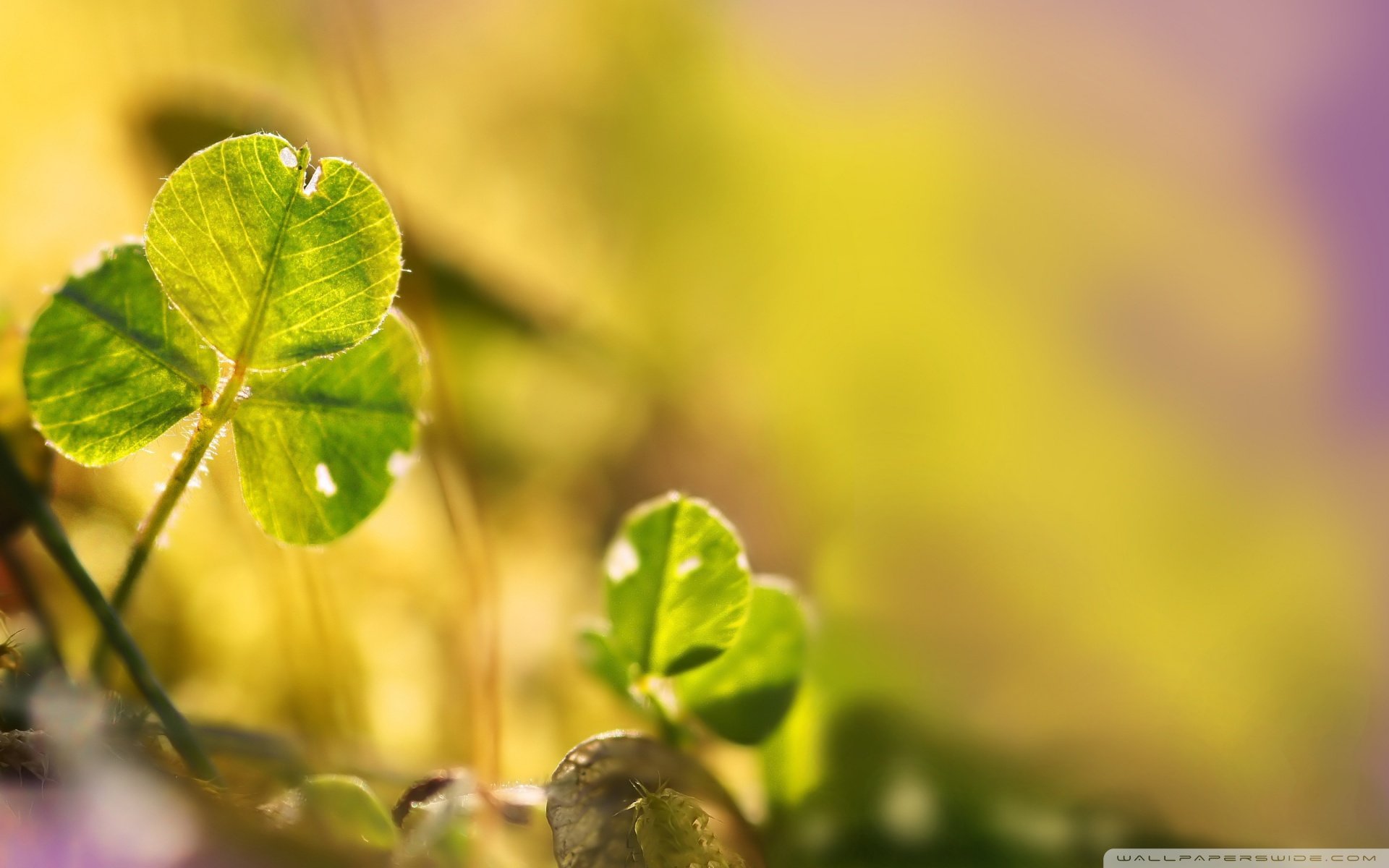 温馨一刻,小清新,风景,绿色养眼,三叶草,幸运草,植物