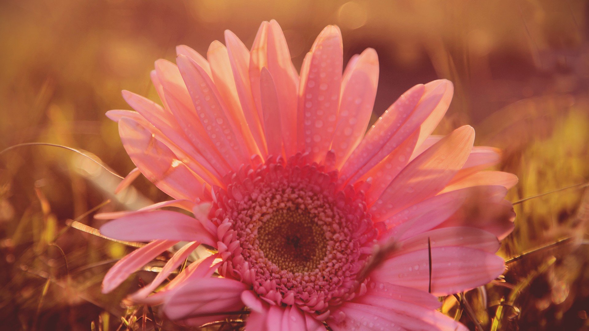 小清新,唯美,娇艳欲滴,花儿,春天,温暖,温馨一刻,清新淡雅,鸟语花香