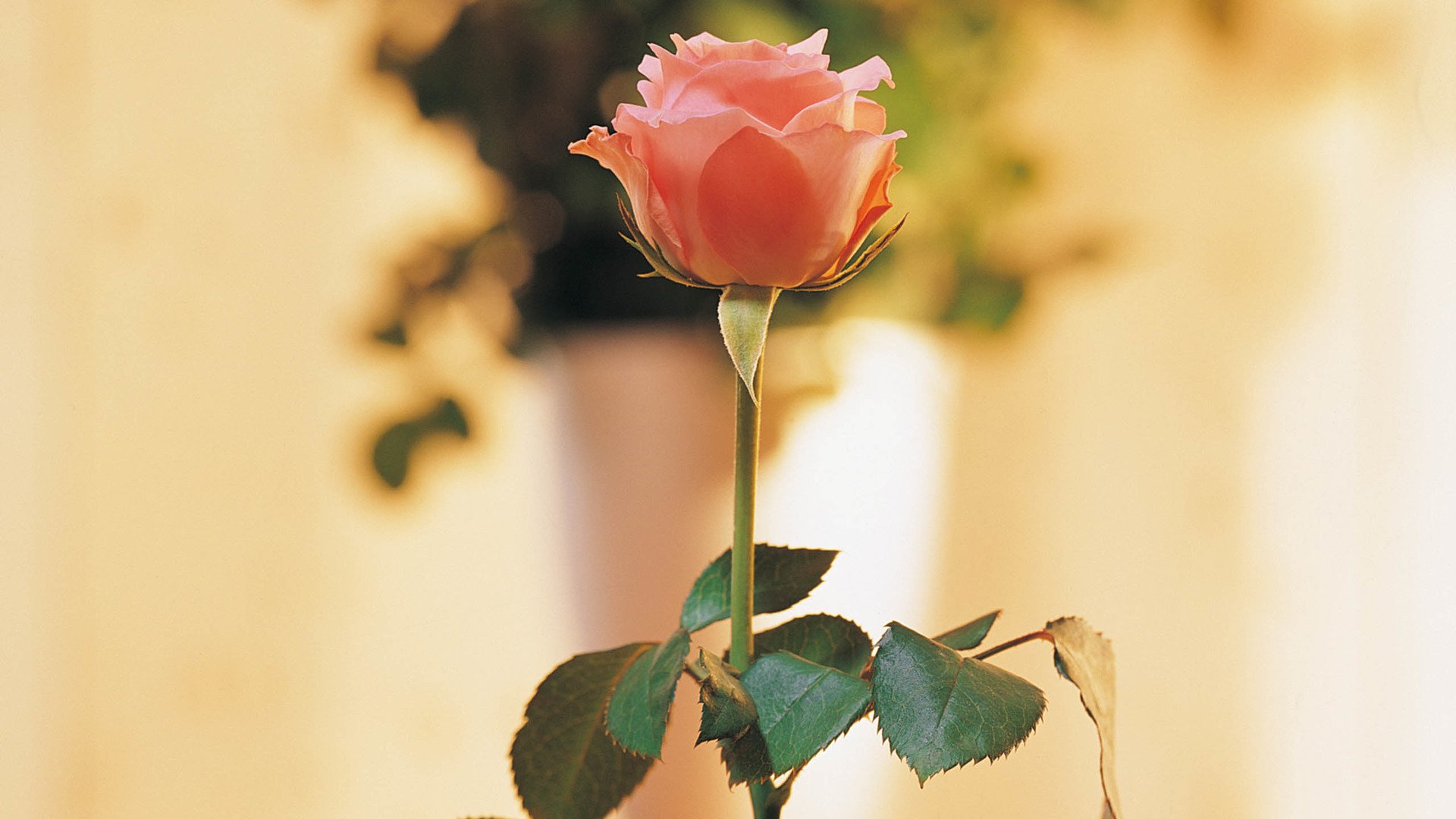 小清新,唯美,娇艳欲滴,花儿,春天,温暖,温馨一刻,清新淡雅,鸟语花香