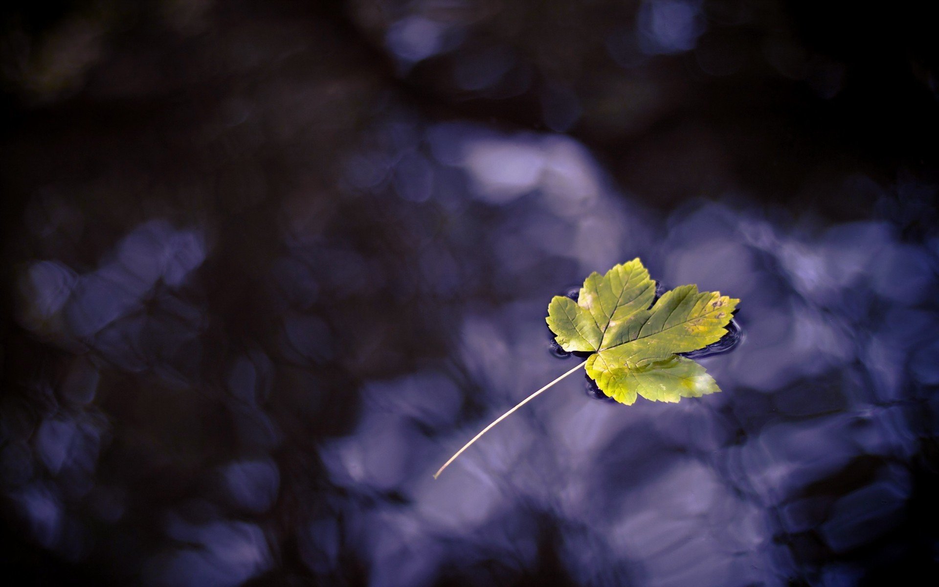 小清新,唯美,温馨,温暖,阳光,治愈系,安静,生活,慢生活,清新淡雅,温馨一刻,静物写真,物语,叶子