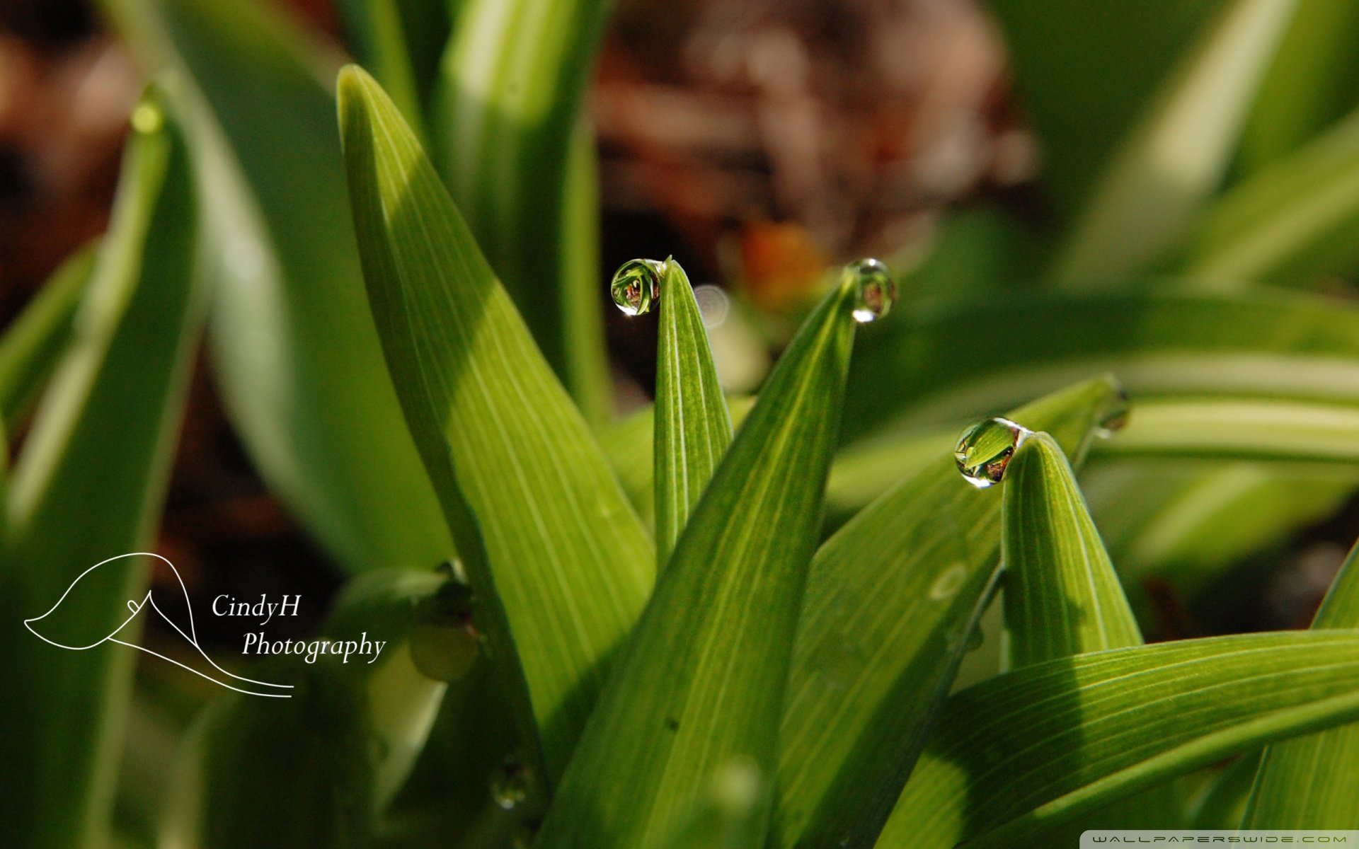 自然,风光,风景,绿色养眼,露珠