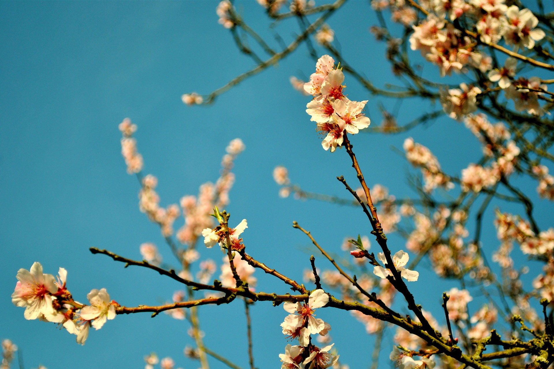小清新,唯美,温馨,温暖,阳光,绿色养眼,自然,清新淡雅,花,春天,花团锦簇