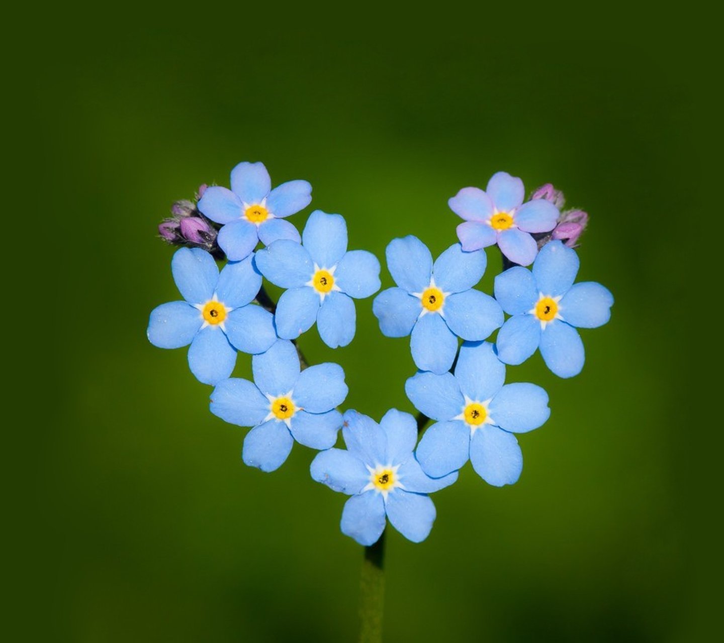 大自然的爱,心,唯美,风景,自然