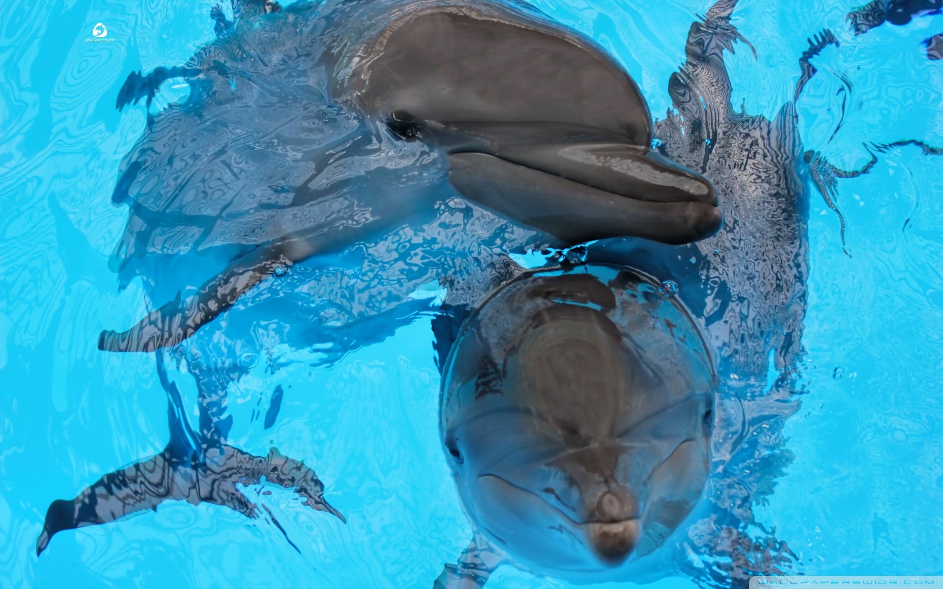 动物,野生动物,海洋天堂,海底世界,大海,海豚,可爱