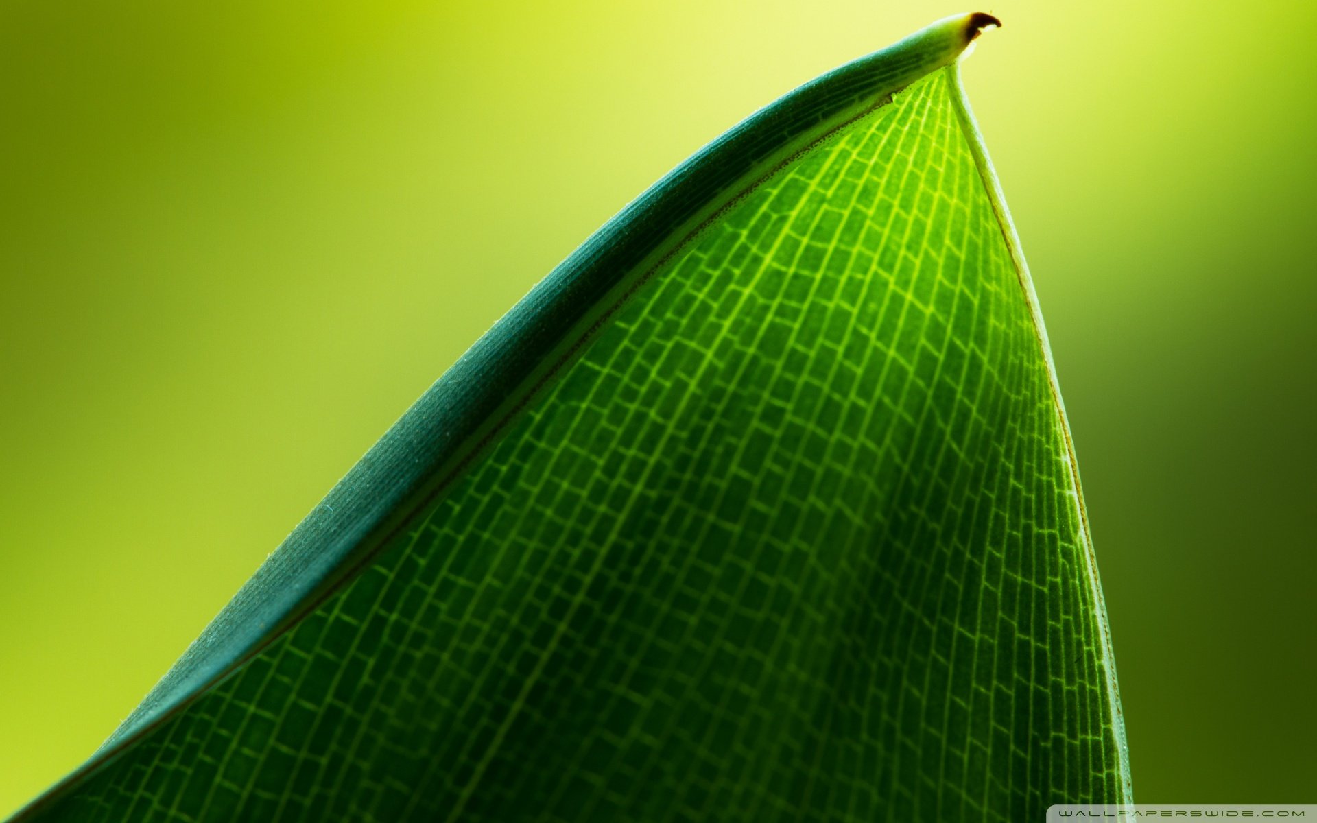 小清新,风景,自然风光,绿色植物,绿色养眼,春天,唯美,安静