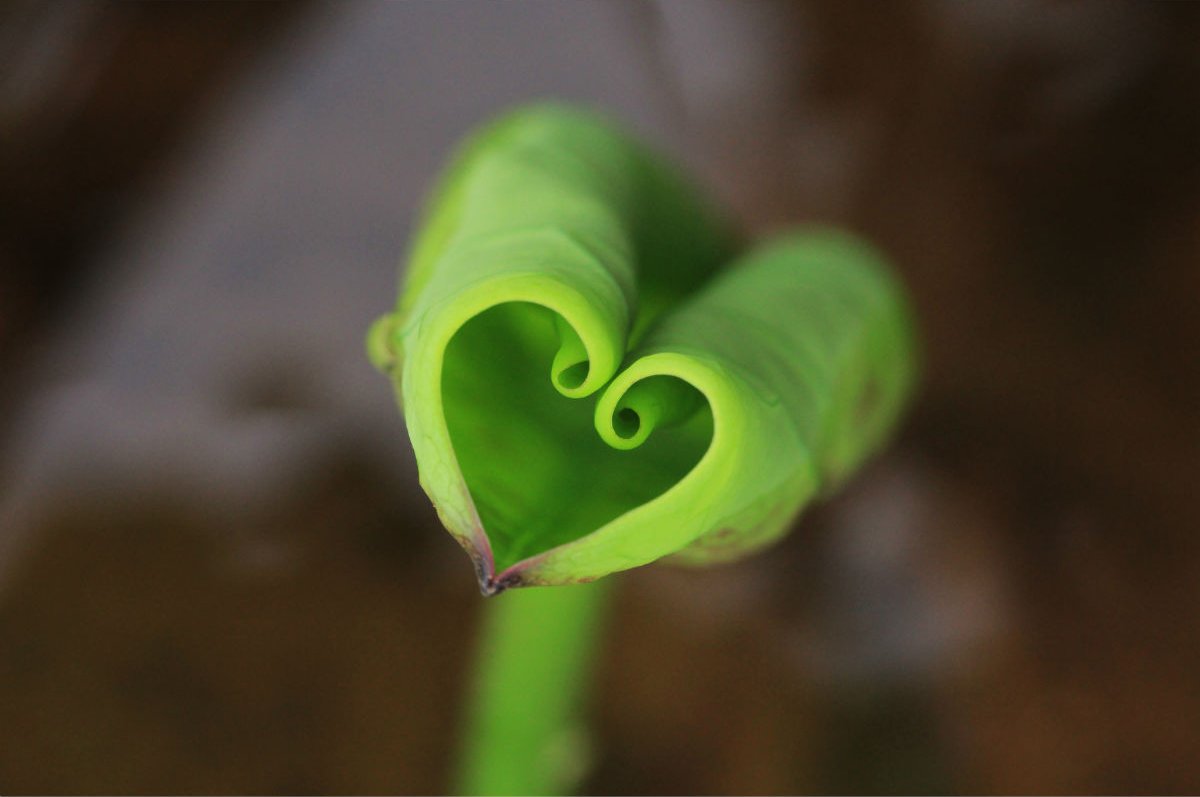 大自然的爱,心,唯美,风景,自然