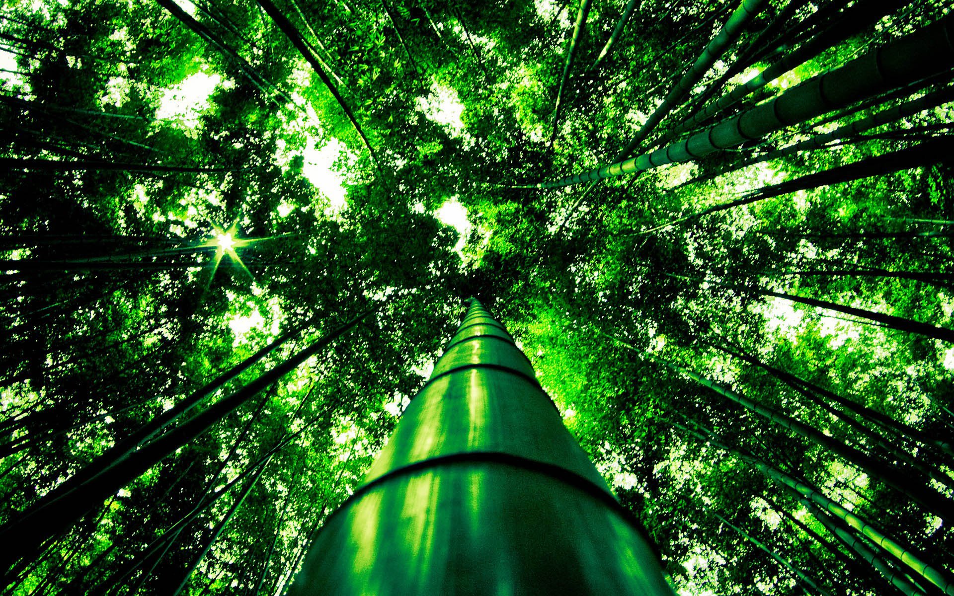 小清新,风景,自然风光,绿色植物,绿色养眼,春天,唯美,安静