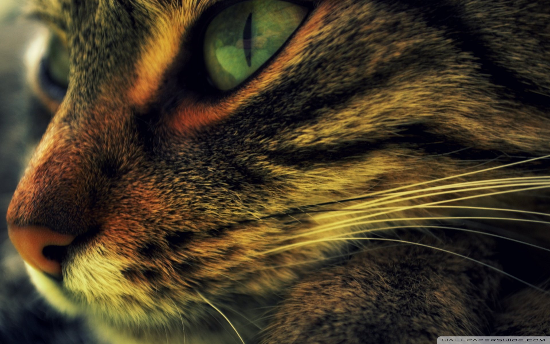 动物,古灵精怪,喵星人,猫,可爱,萌