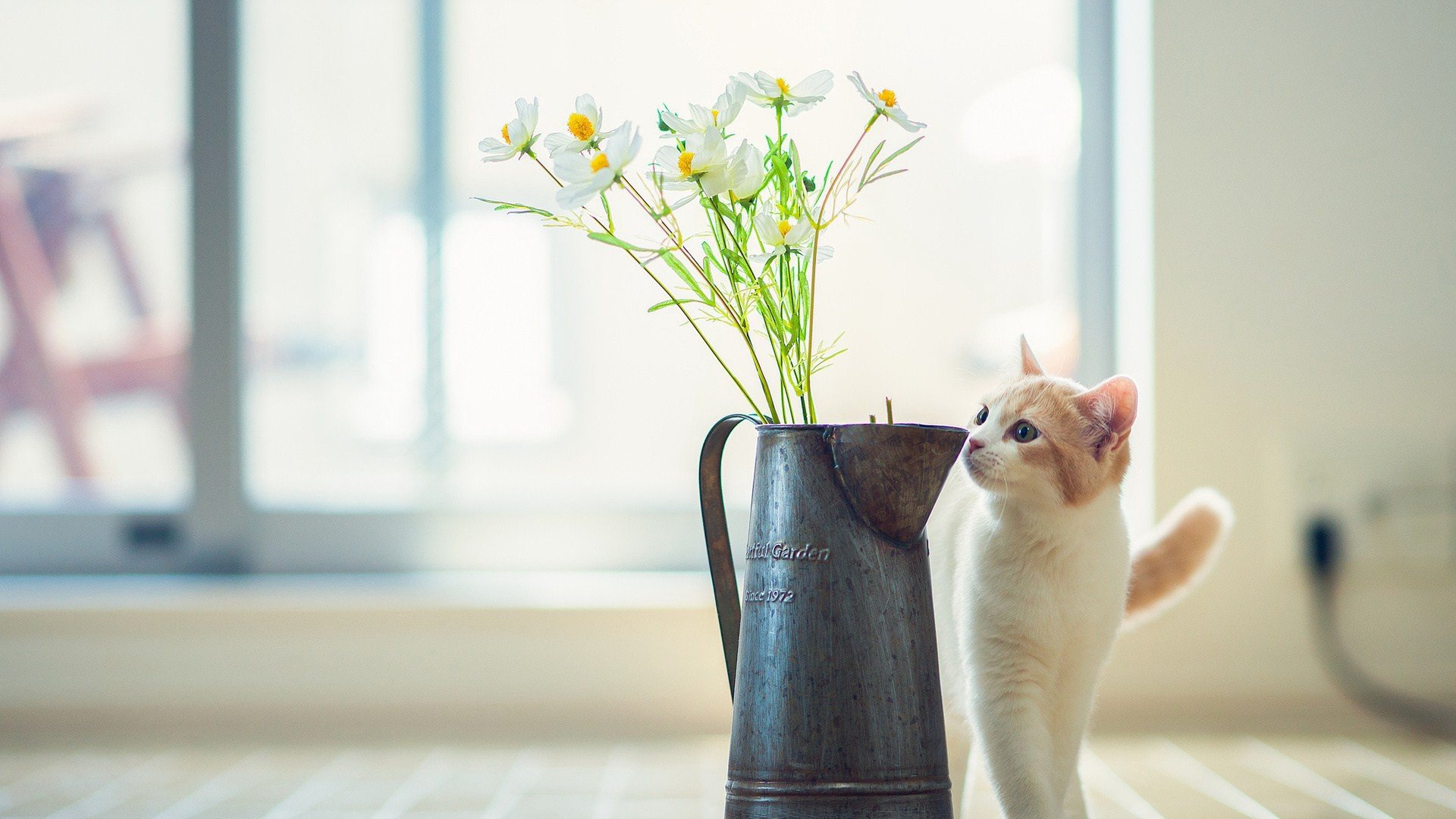 萌宠,动物,萌,可爱,宠物,古灵精怪,卖萌图,猫,喵星人