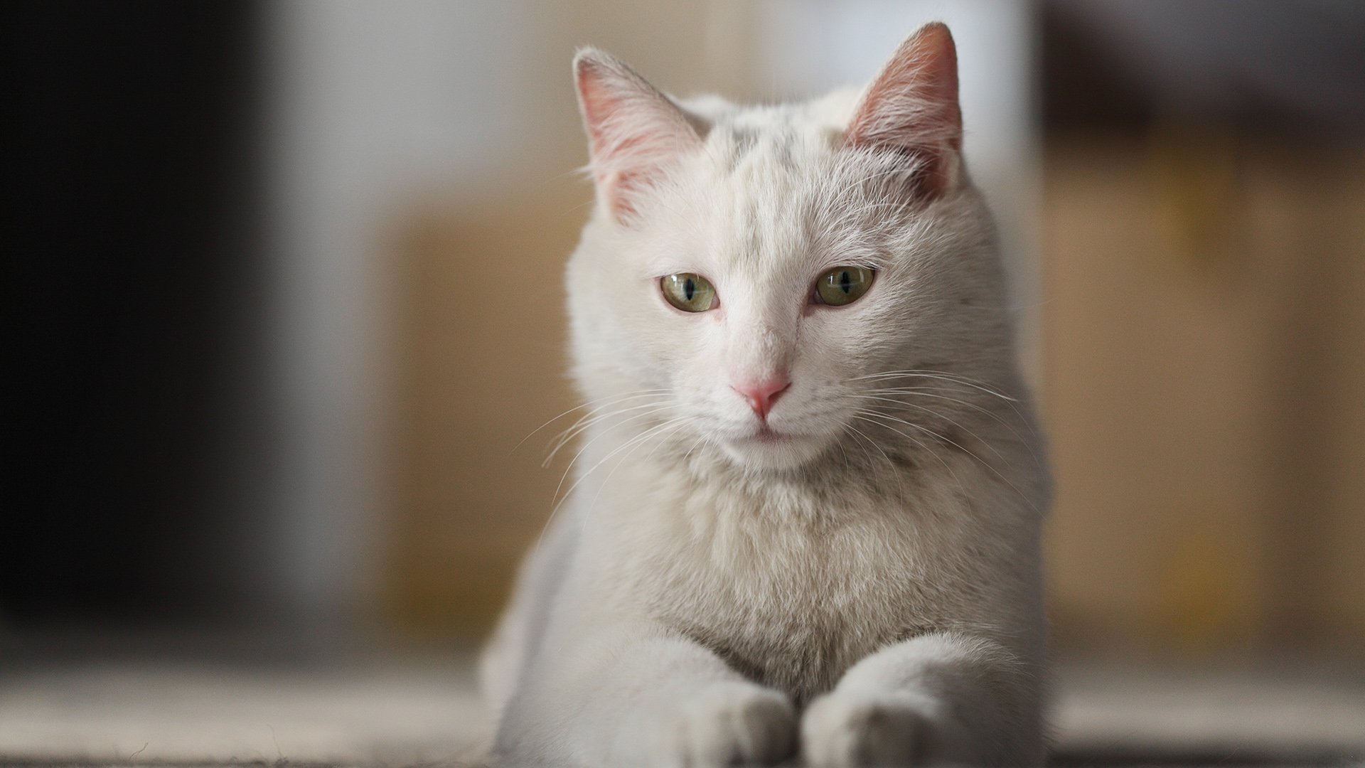 摄影,黄华,猫咪,喵星人