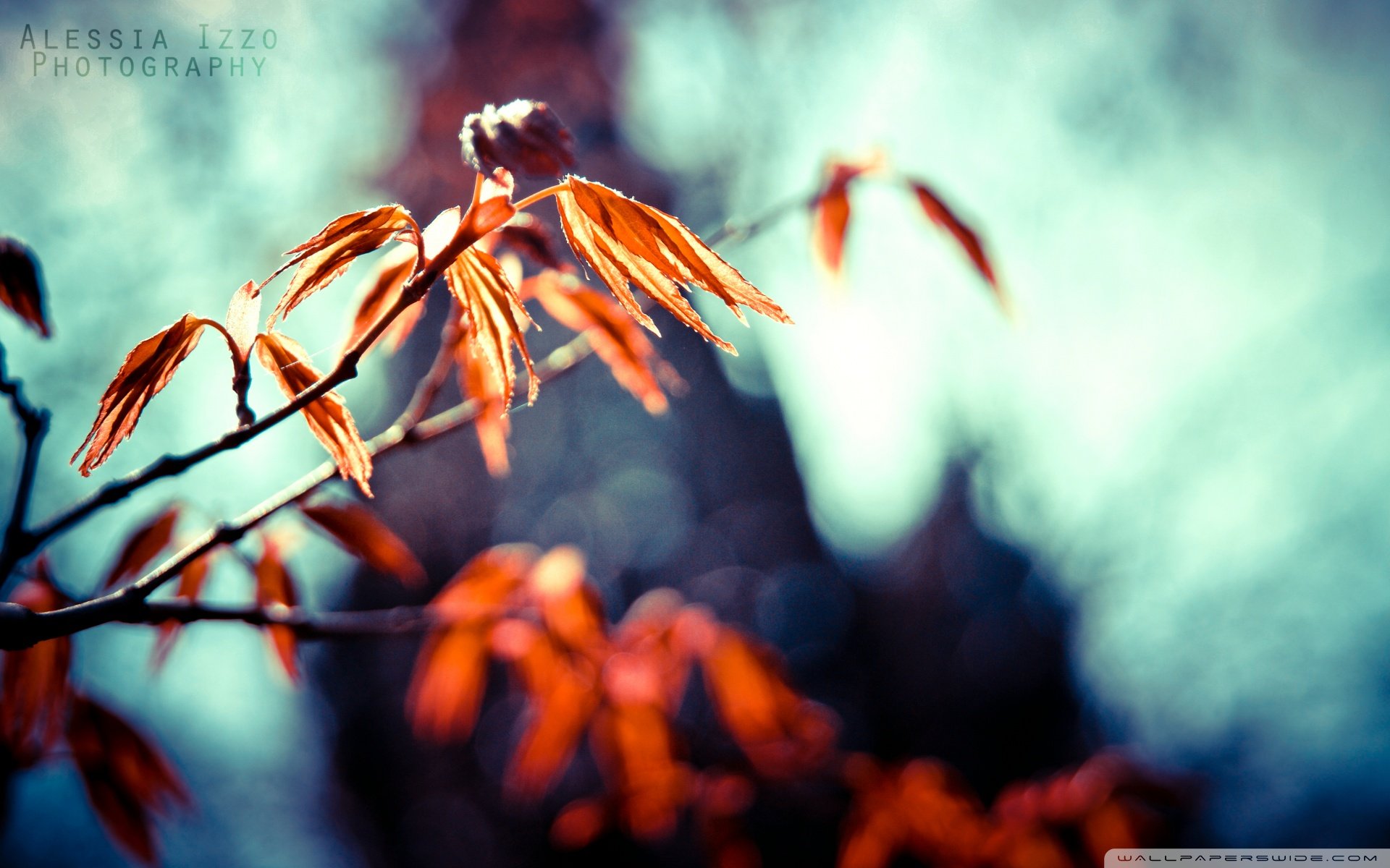 自然风光,绿色,清新,唯美,意境,炎炎夏日,旅游胜地,风景