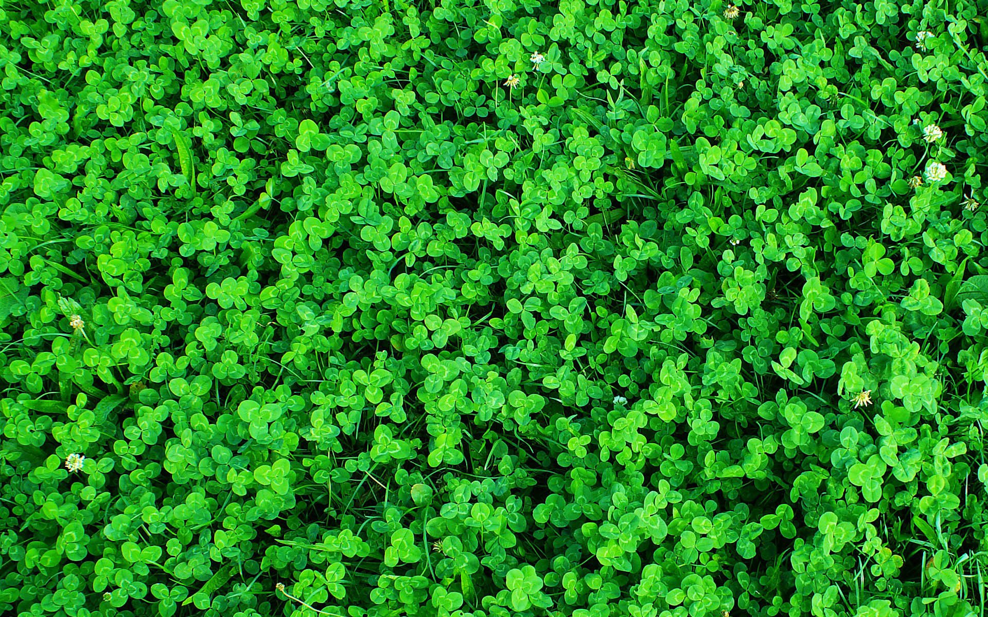 小清新,风景,自然风光,绿色植物,绿色养眼,春天,唯美,安静