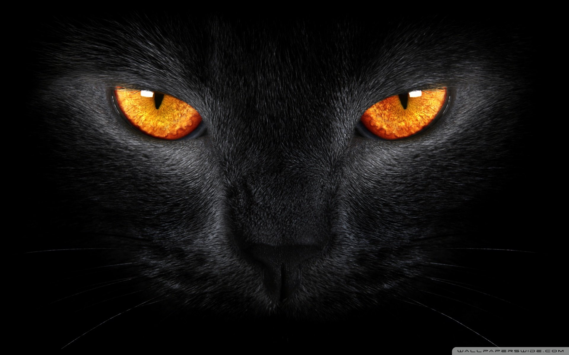 动物,古灵精怪,喵星人,猫,可爱,萌