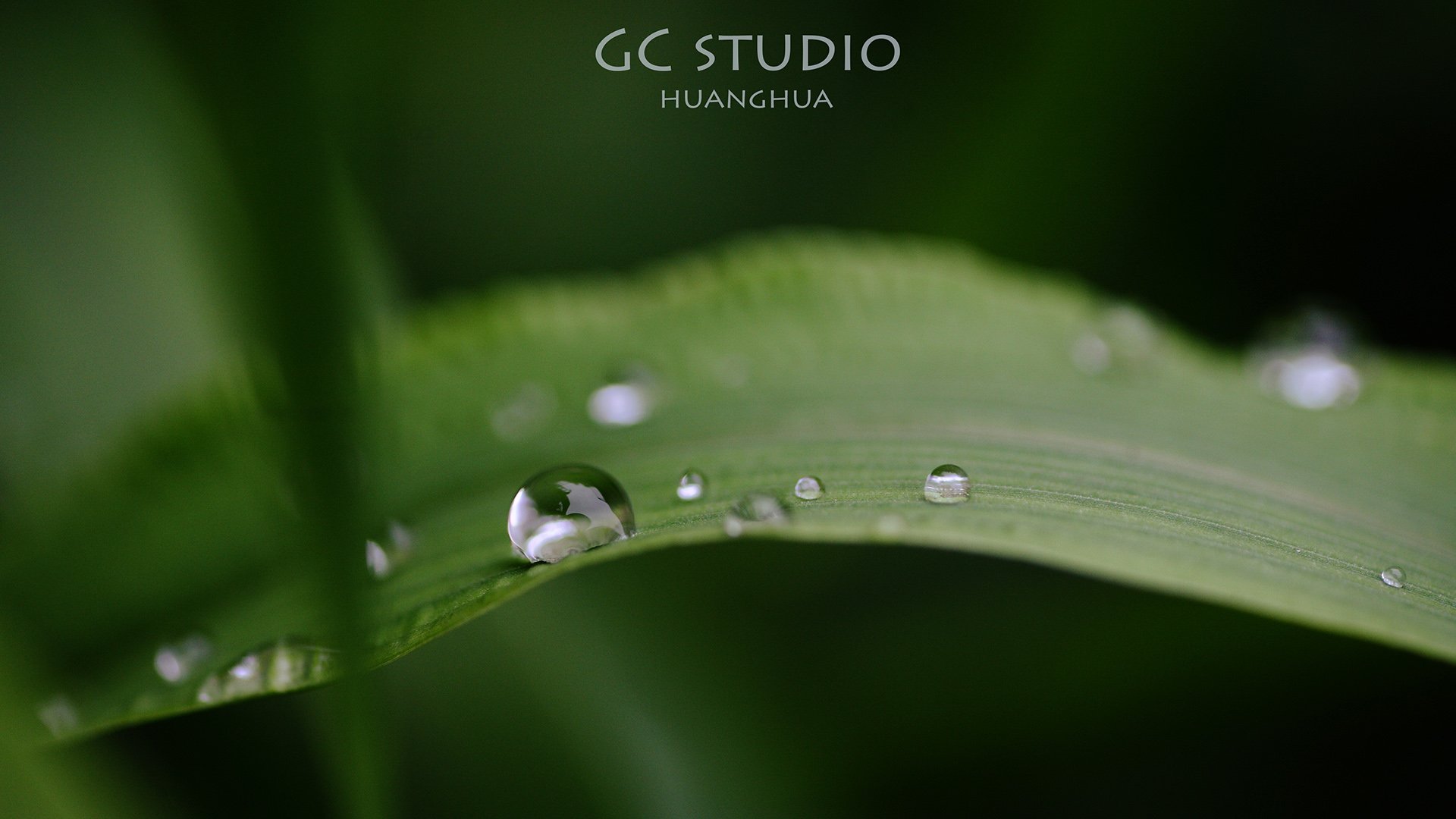 摄影,黄华,自然,植物,露水,露珠,叶子