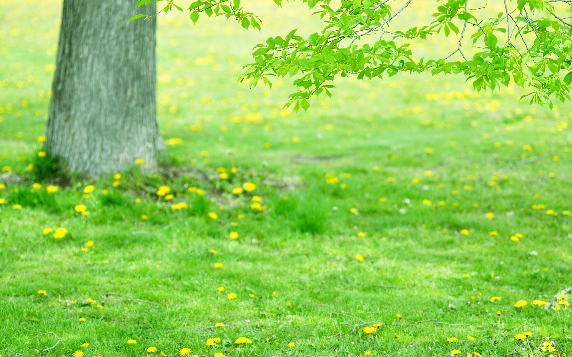 小清新,风景,自然风光,绿色植物,绿色养眼,春天,唯美,安静