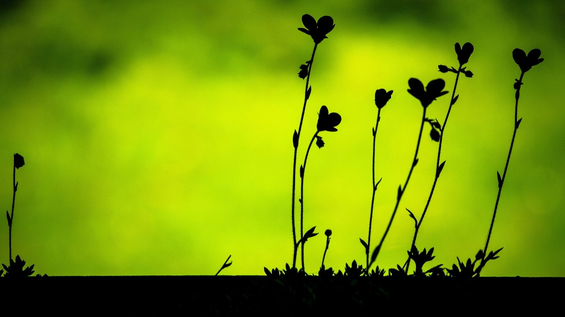 大自然的爱,心,唯美,风景,自然