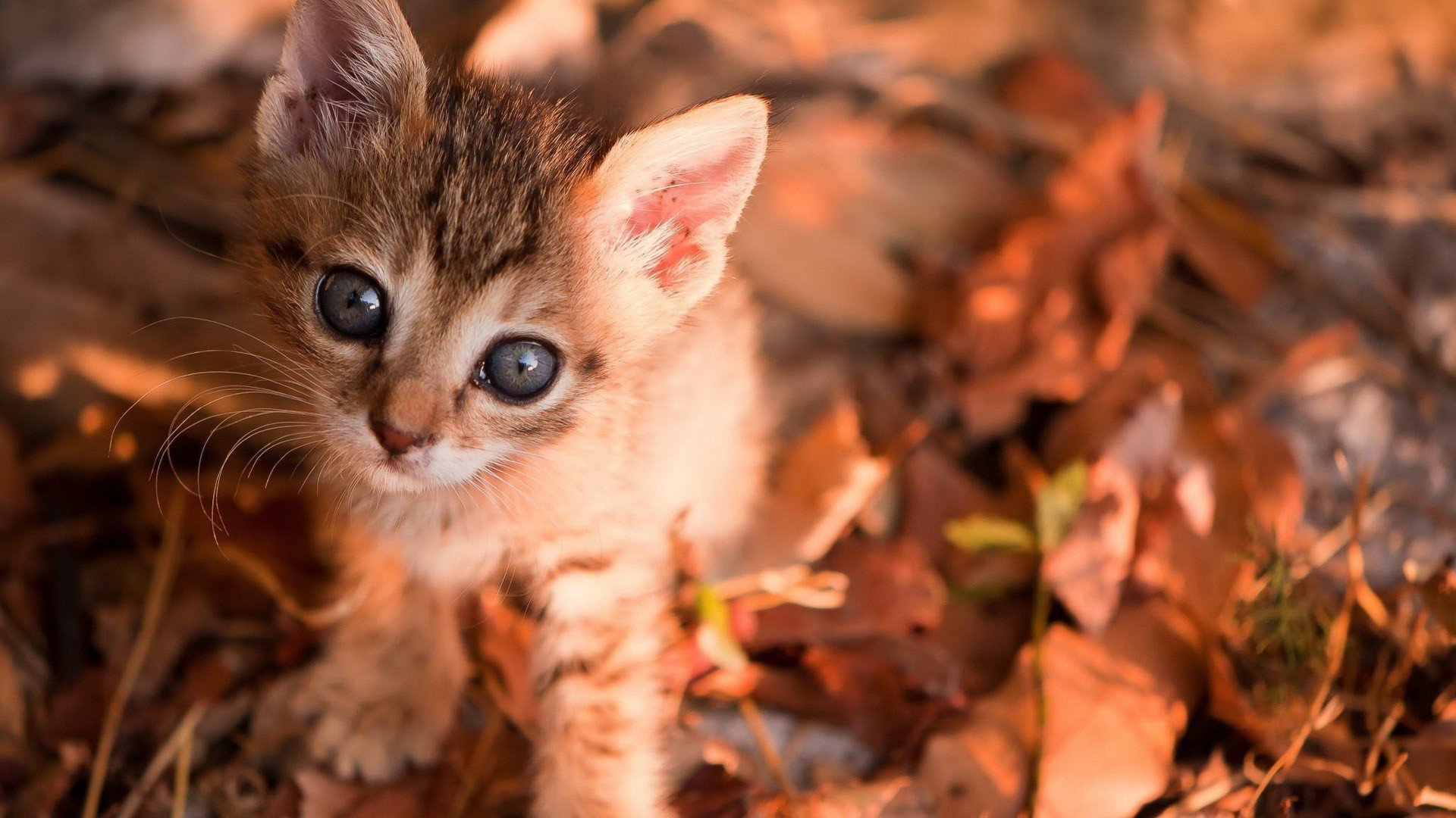 萌宠,动物,萌,可爱,宠物,古灵精怪,卖萌图,猫,喵星人