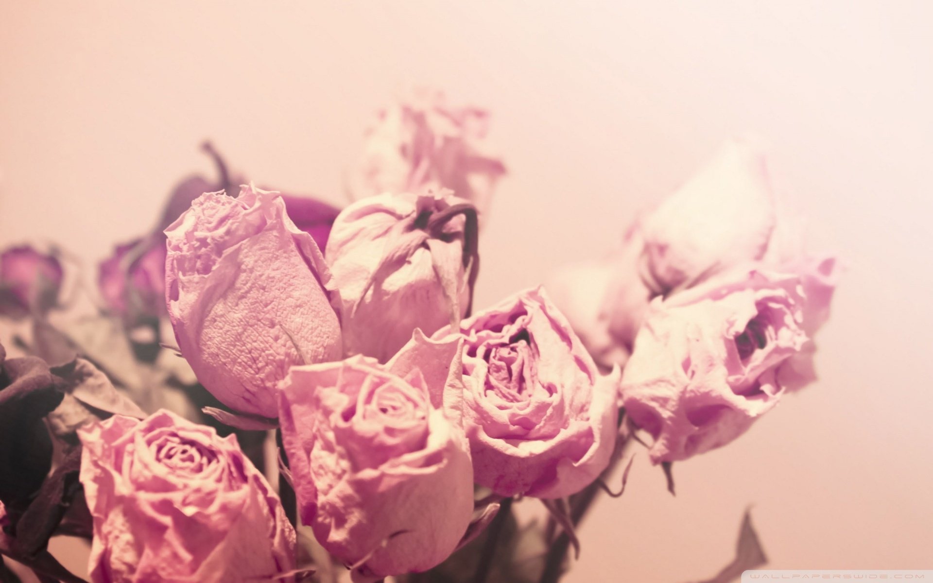 小清新,唯美,温馨,温暖,阳光,治愈系,安静,生活,慢生活,花朵,娇艳欲滴,粉色