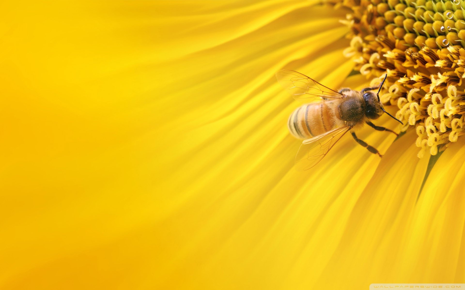 动物,野生动物,大自然,春天,蜜蜂,采蜜,昆虫